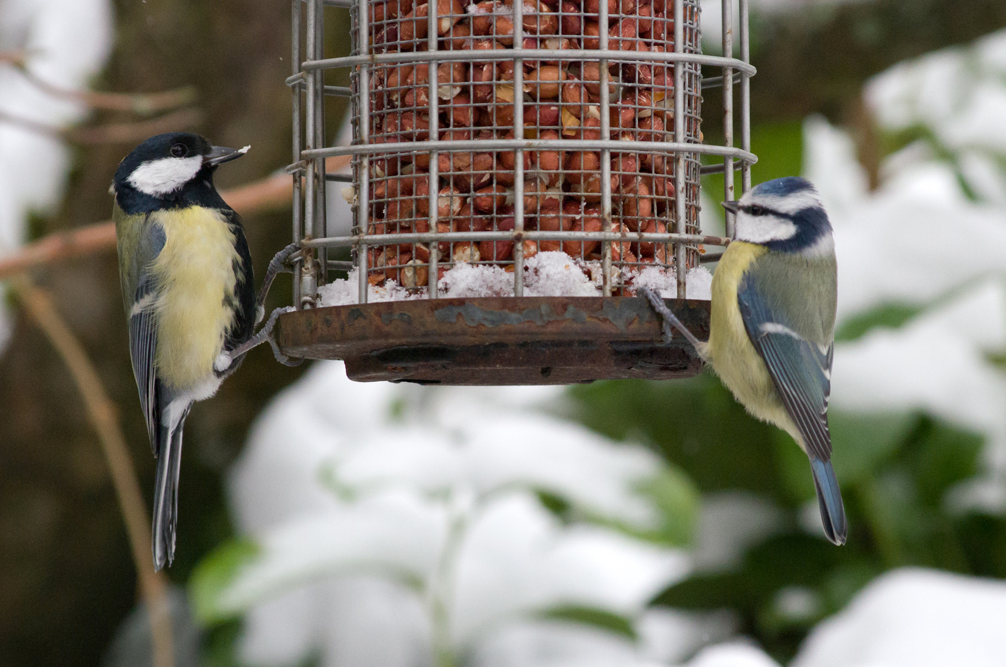 Pentax K-5 II + Pentax smc DA 55-300mm F4.0-5.8 ED sample photo. Great and blue tits photography