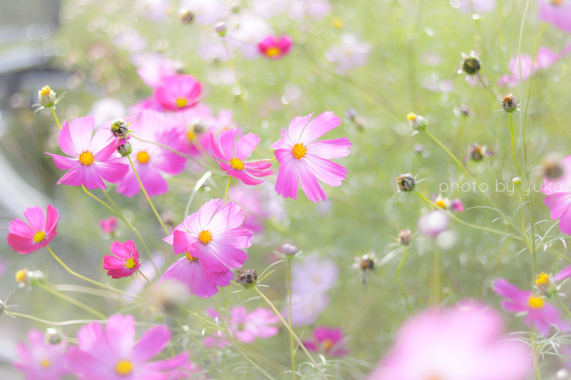 Canon EF 50mm F1.8 STM sample photo. 優しいね photography