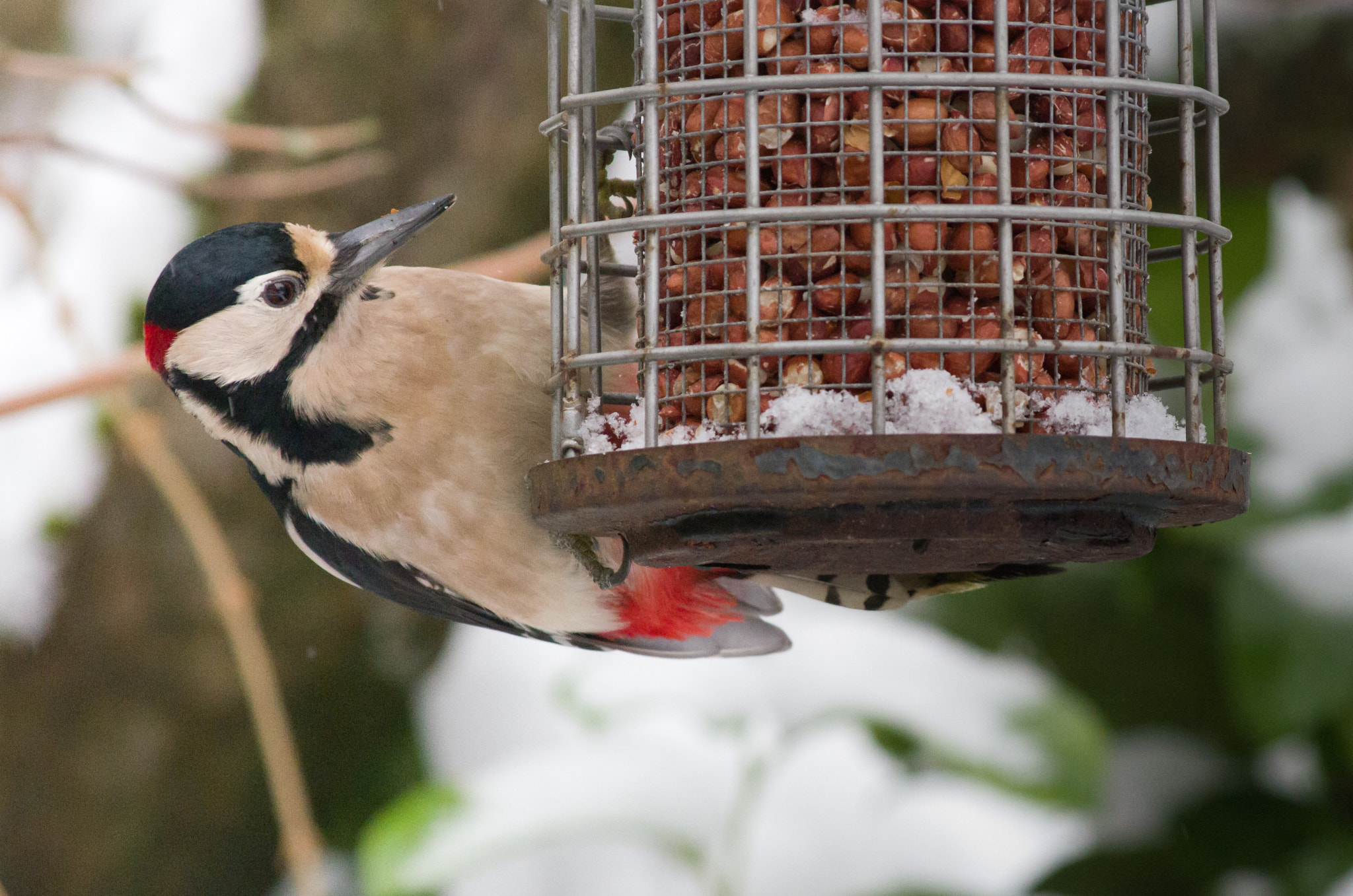 Pentax smc DA 55-300mm F4.0-5.8 ED sample photo. Great spotted woodpecker photography