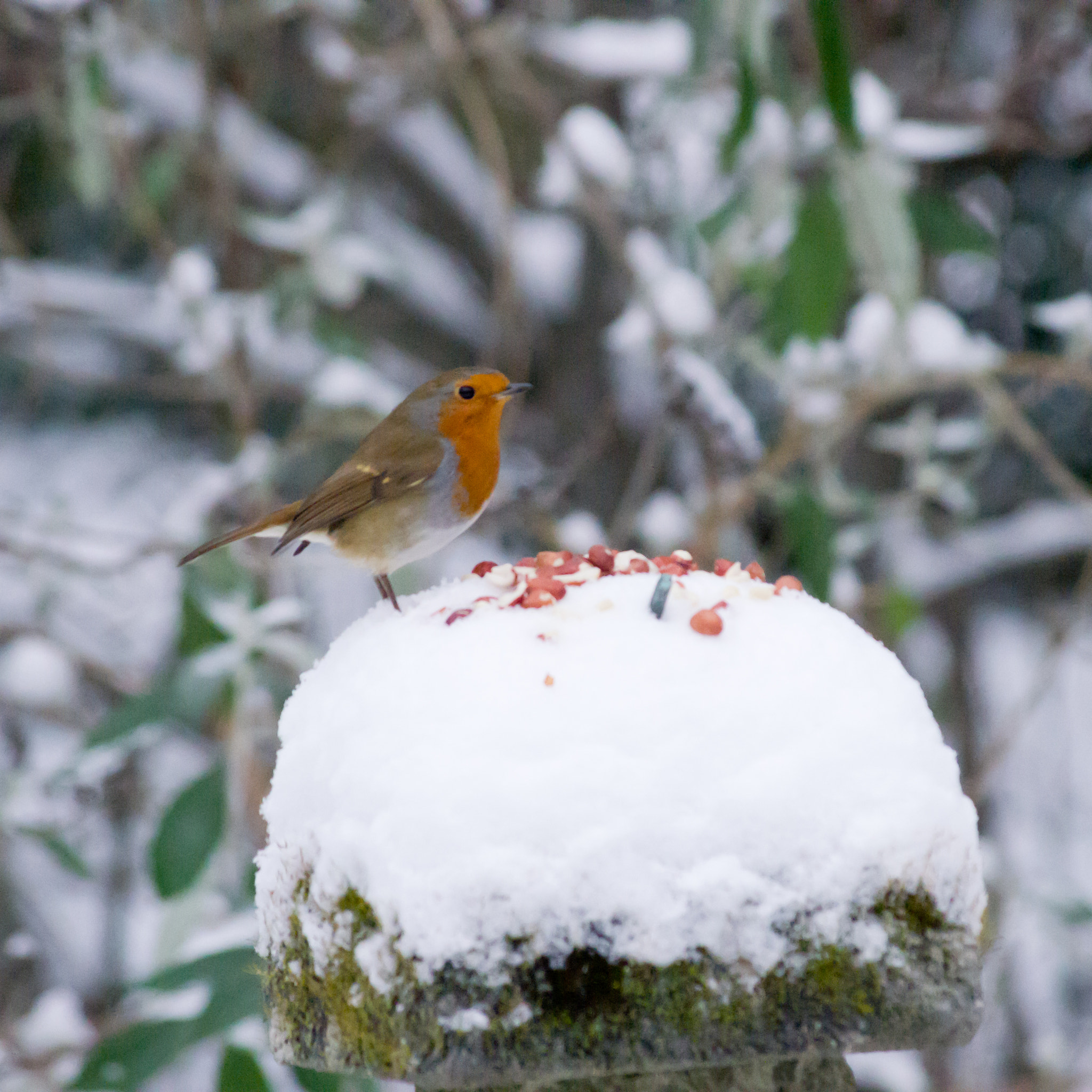 Pentax K-5 II + Pentax smc DA 55-300mm F4.0-5.8 ED sample photo. Robin photography