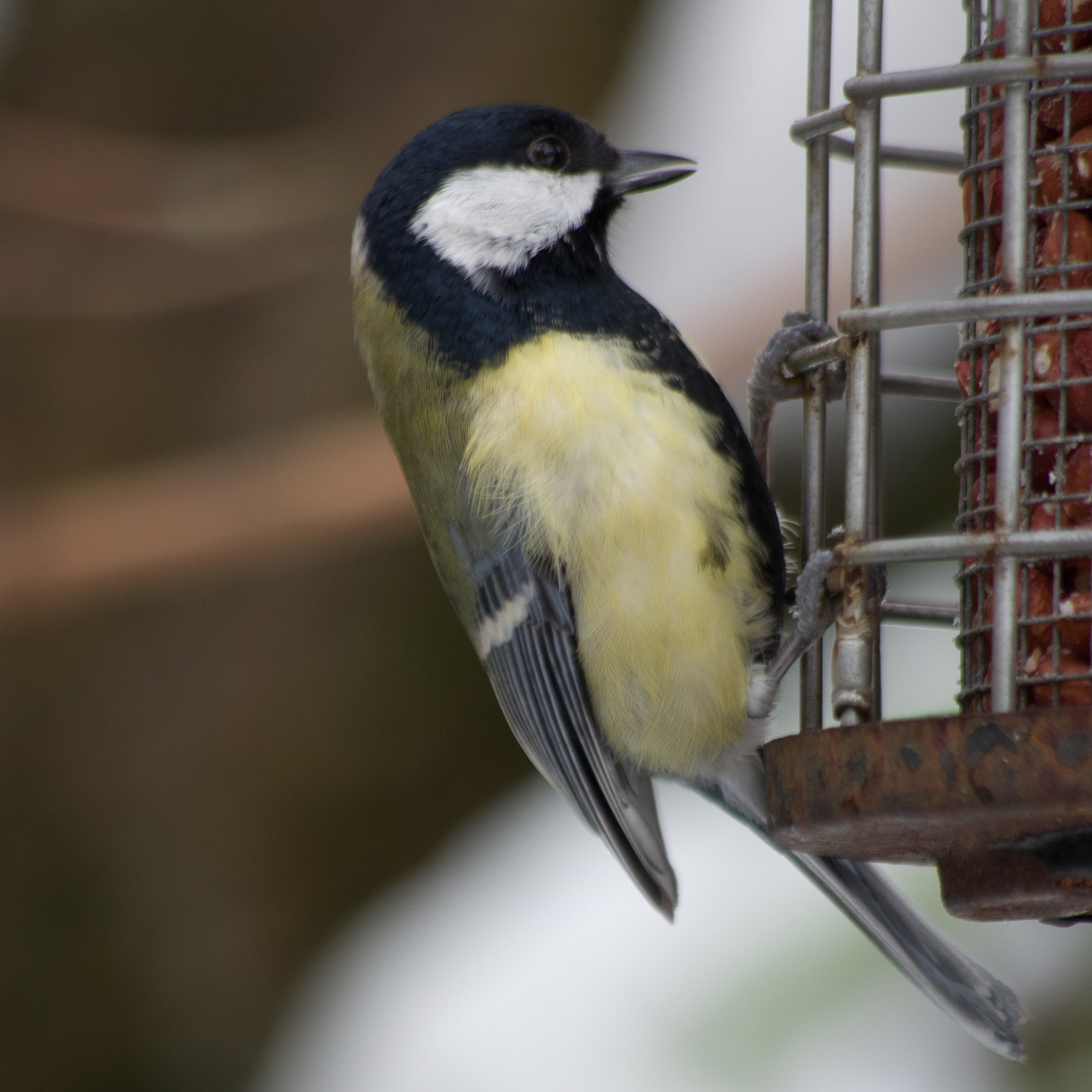 Pentax smc DA 55-300mm F4.0-5.8 ED sample photo. Great tit photography
