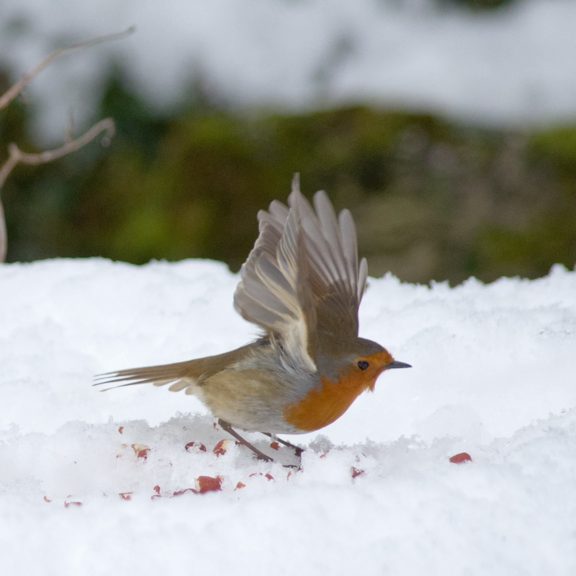 Pentax K-5 II + Pentax smc DA 55-300mm F4.0-5.8 ED sample photo. Robin photography