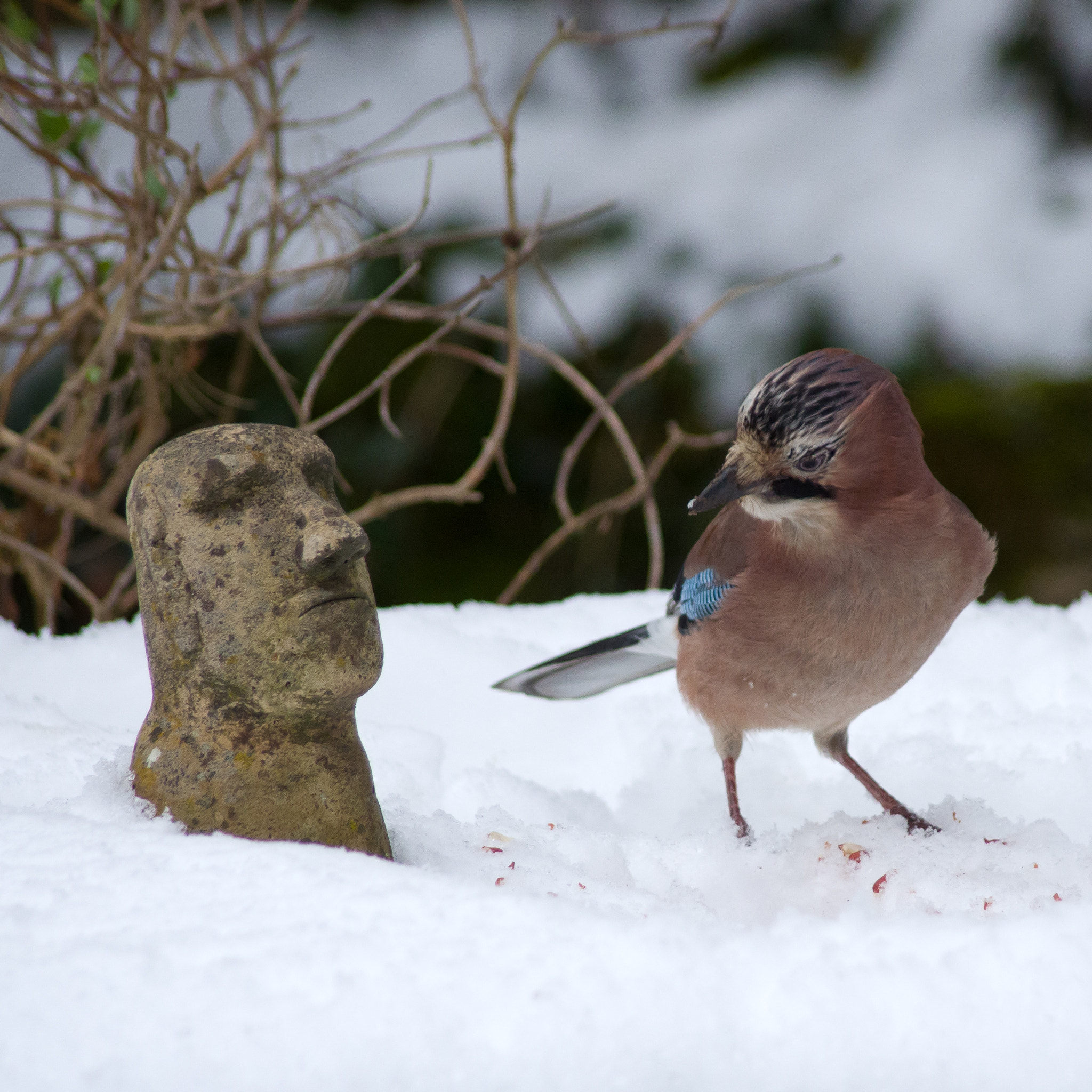 Pentax K-5 II + Pentax smc DA 55-300mm F4.0-5.8 ED sample photo. Jay photography