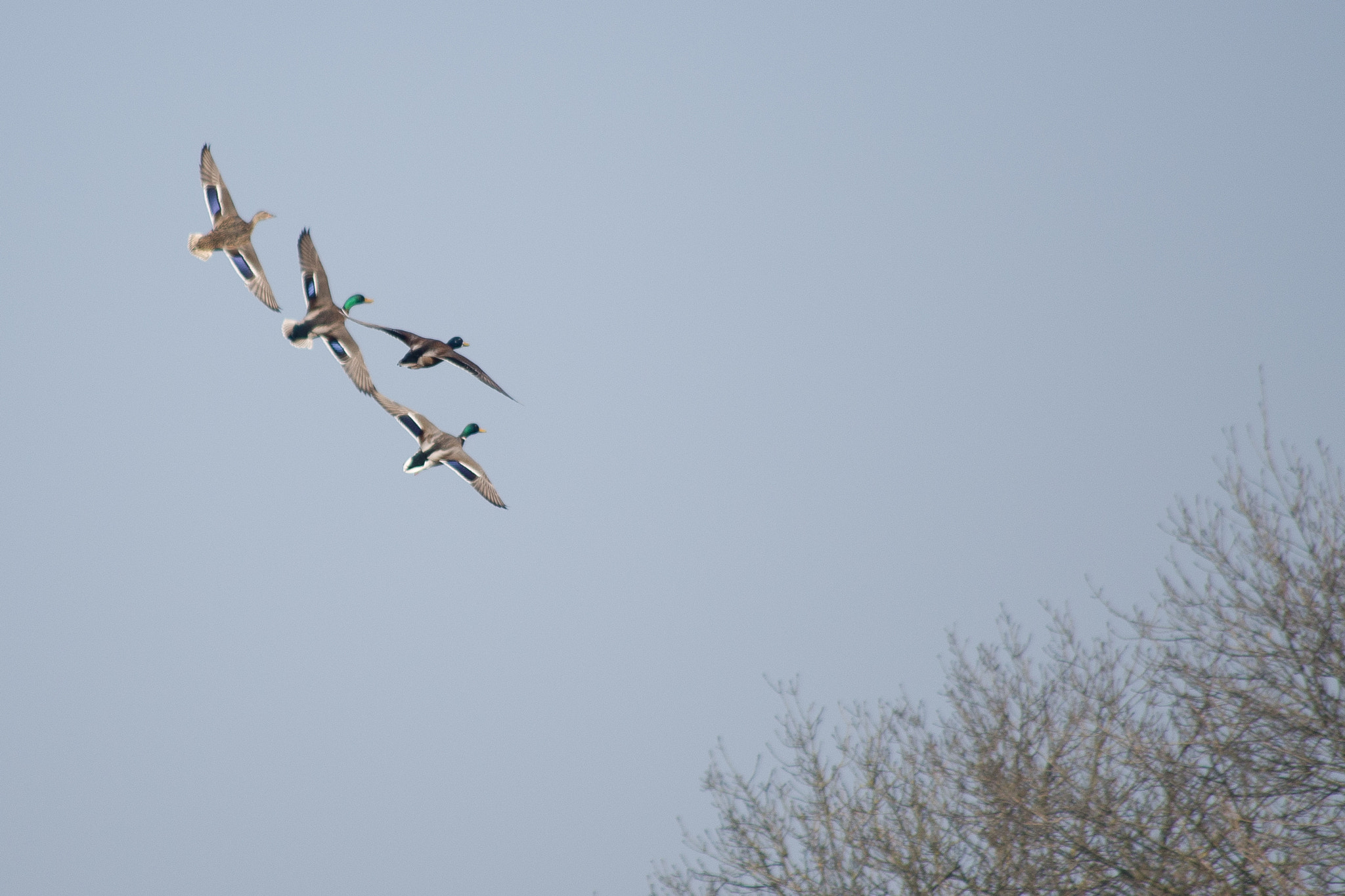 Pentax K-5 II sample photo. 4-ship formation photography