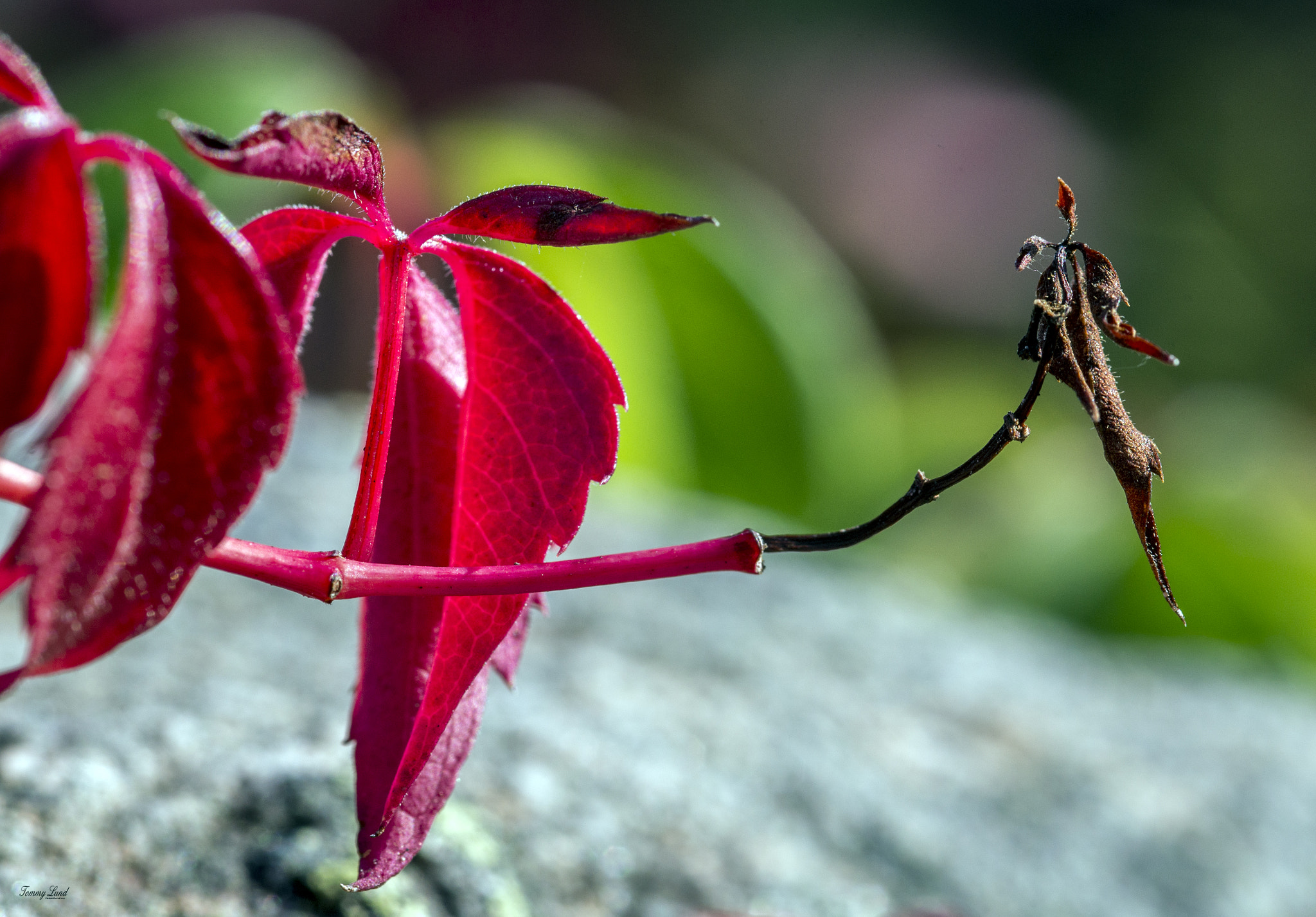 Nikon D600 + Sigma 105mm F2.8 EX DG Macro sample photo. Autumn photography