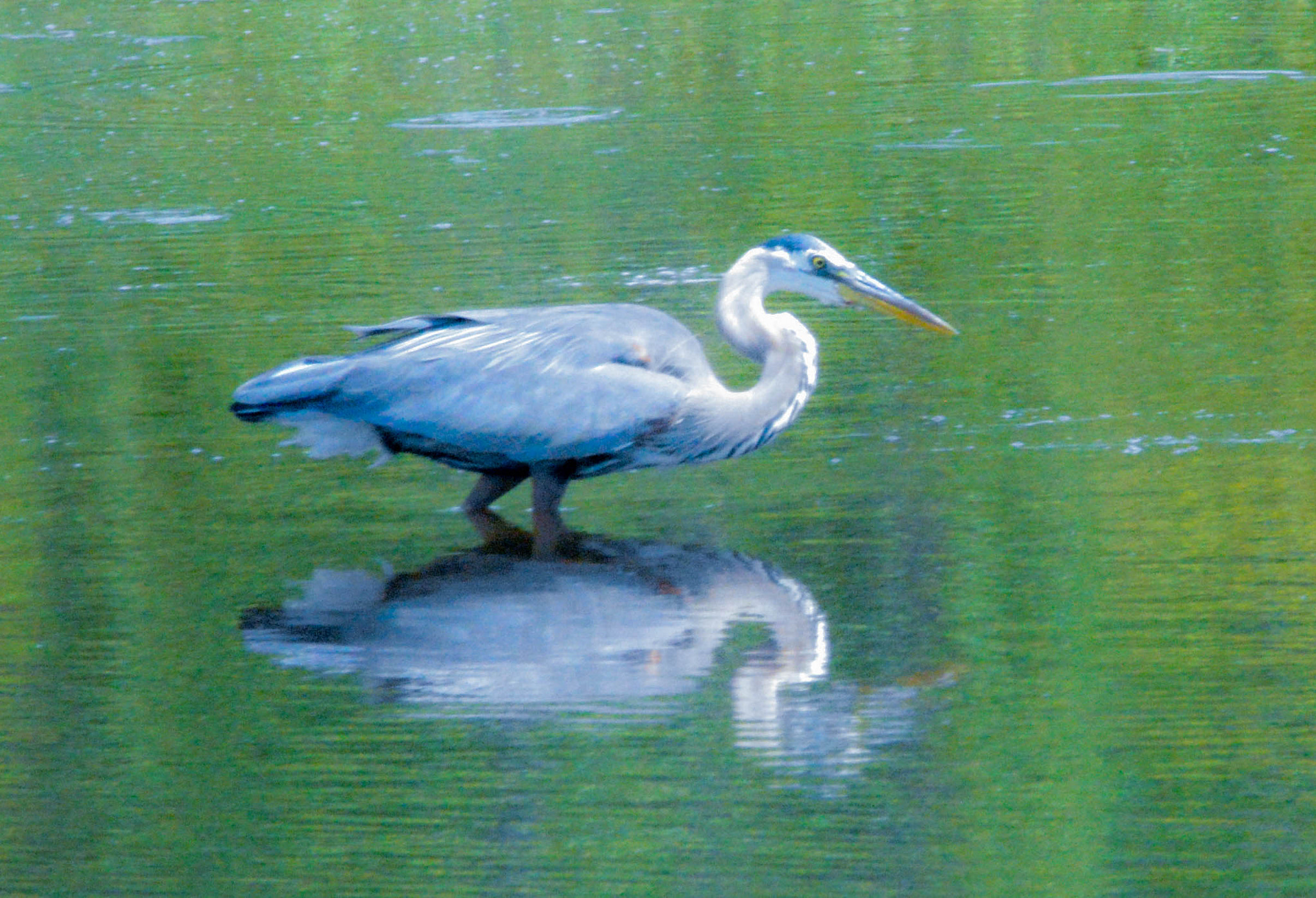 Sigma 150-600mm F5-6.3 DG OS HSM | C sample photo. Great blue heron photography