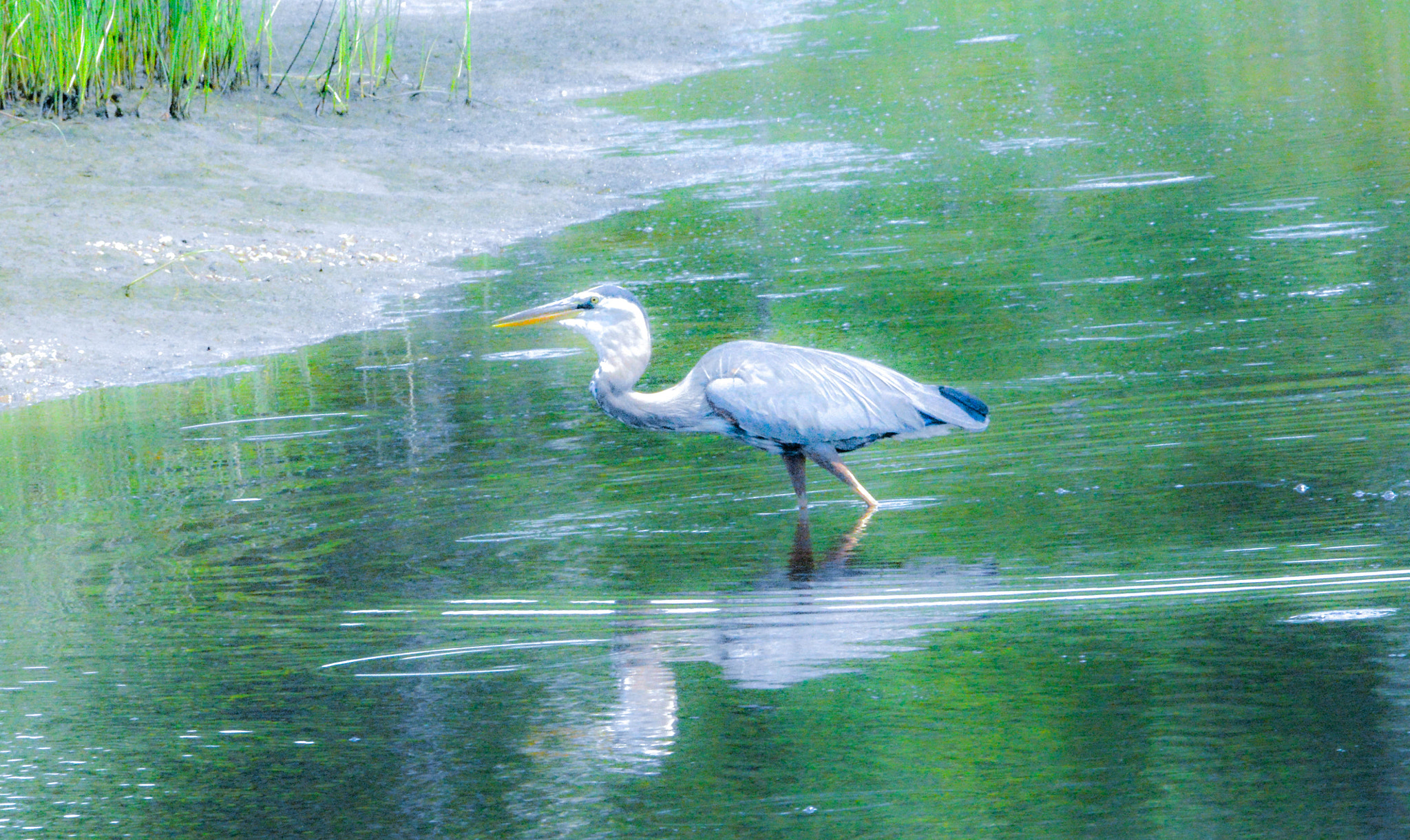 Sigma 150-600mm F5-6.3 DG OS HSM | C sample photo. Lunch over photography