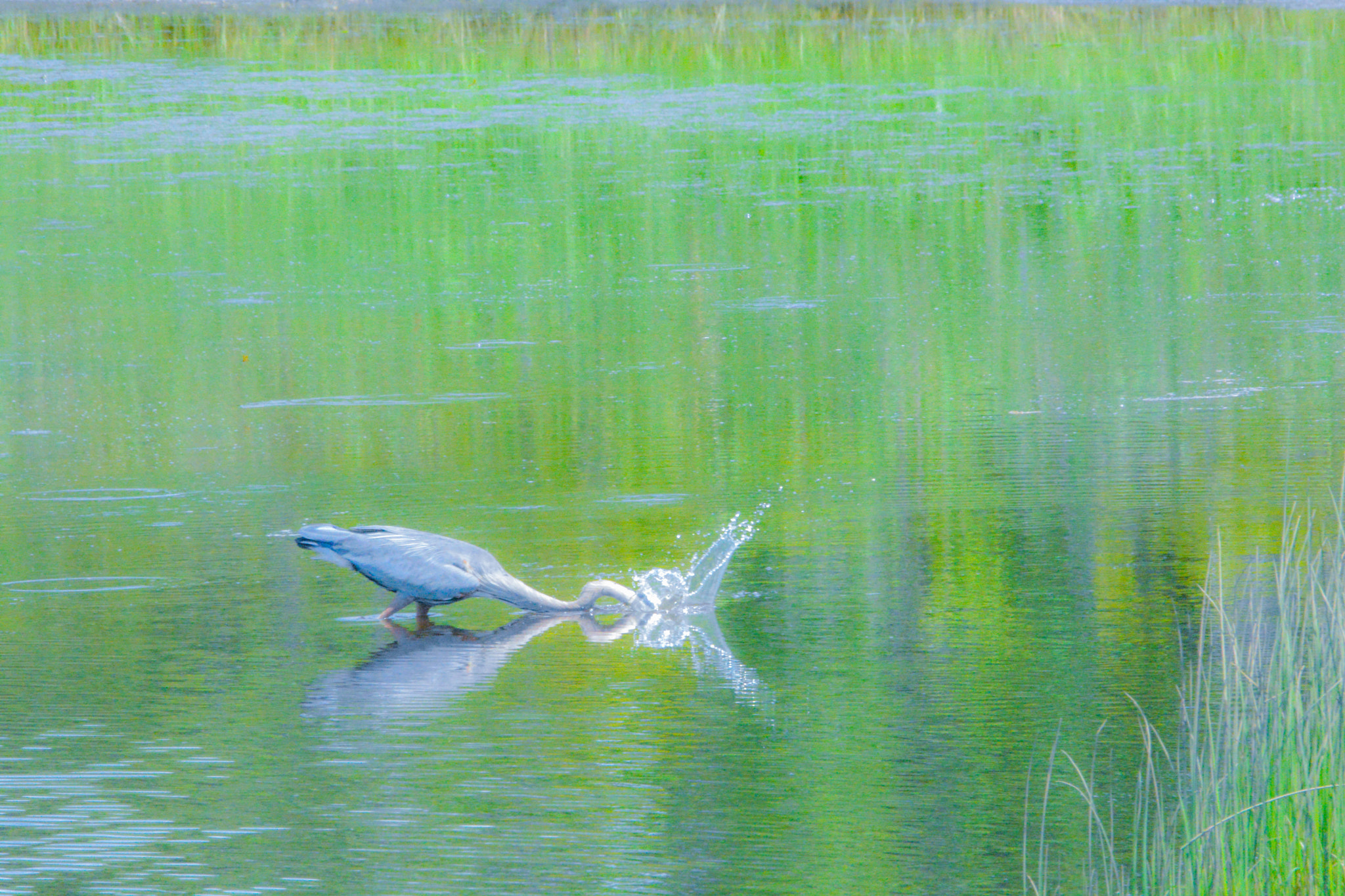 Sigma 150-600mm F5-6.3 DG OS HSM | C sample photo. Feeding heron photography