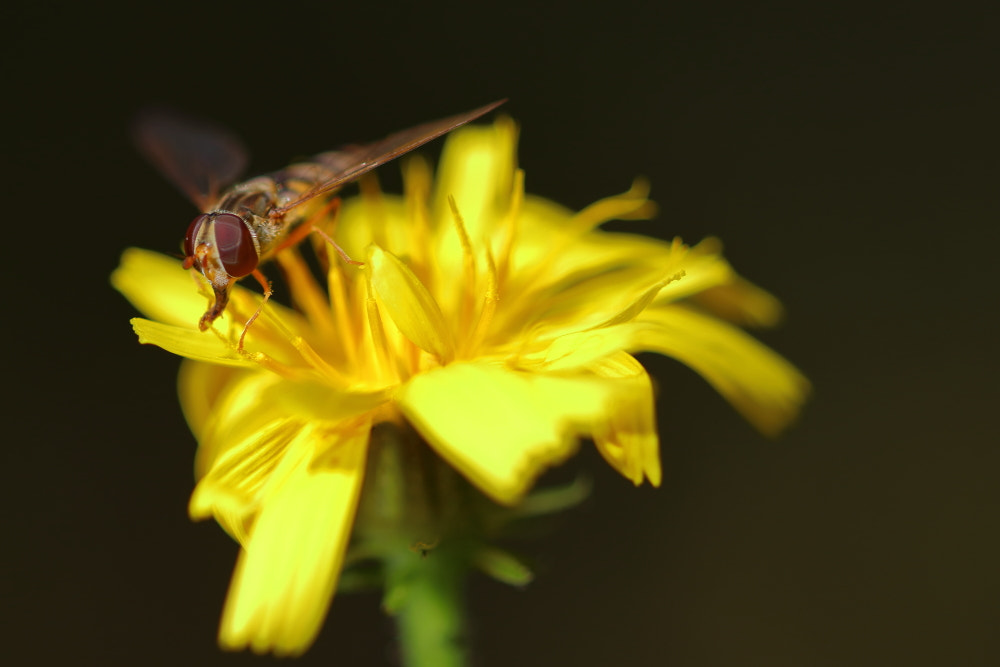 Canon EOS 80D + Canon EF 100mm F2.8L Macro IS USM sample photo. F photography