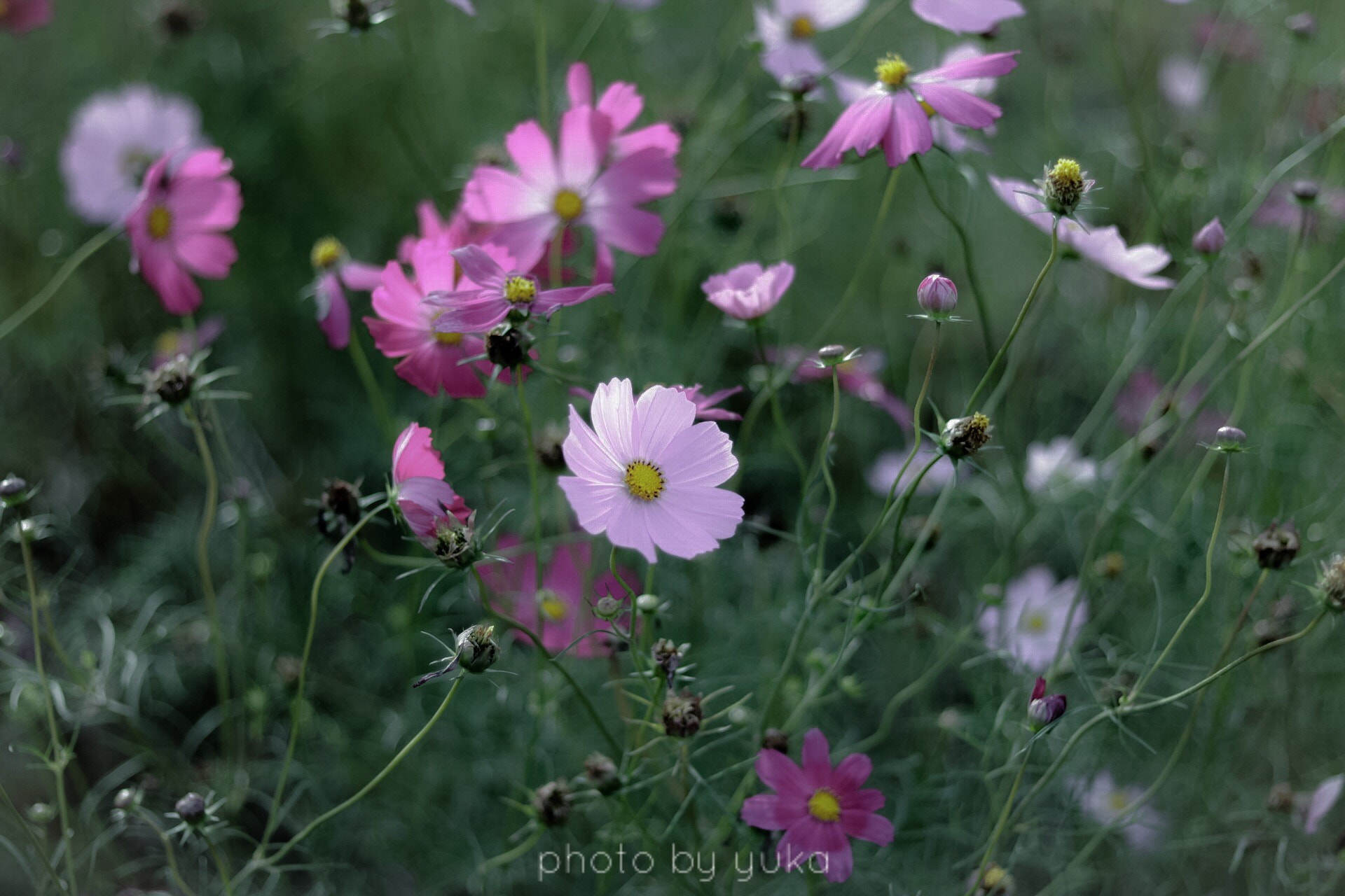 Canon EF 50mm F1.8 STM sample photo. みつけた photography