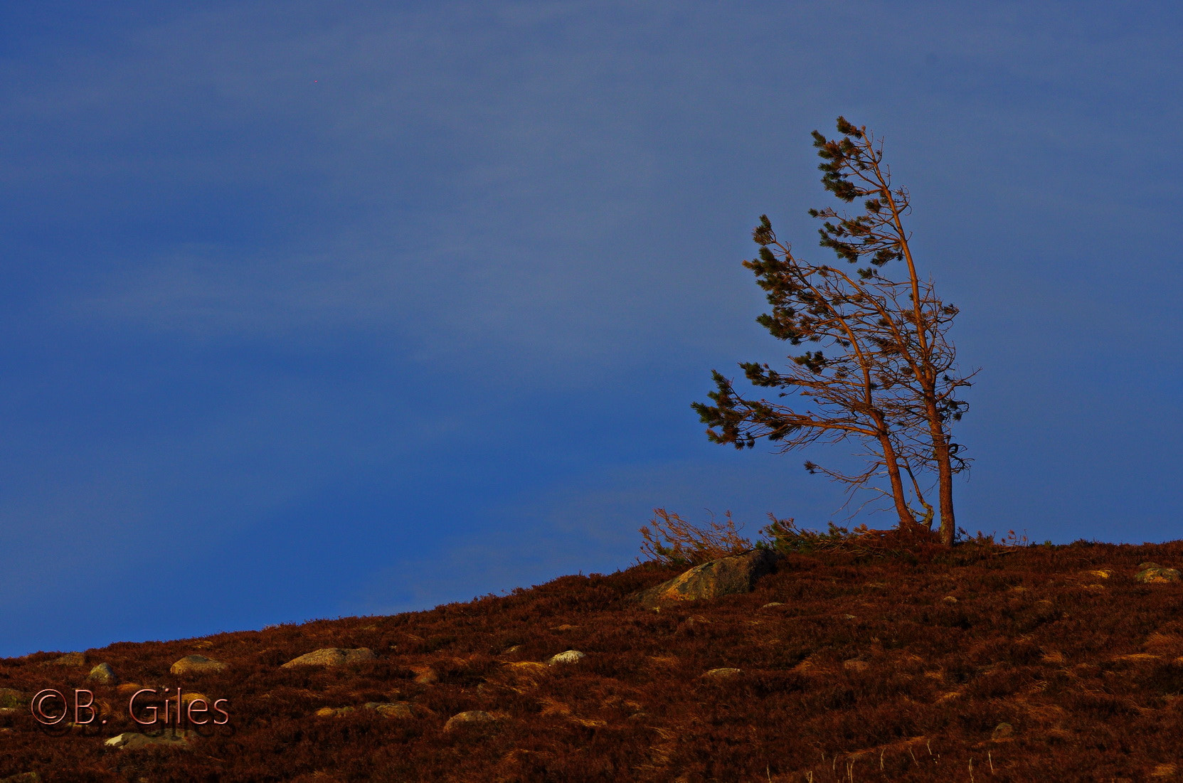 Pentax smc DA* 60-250mm F4.0 ED (IF) SDM sample photo. Cairingorms survival photography