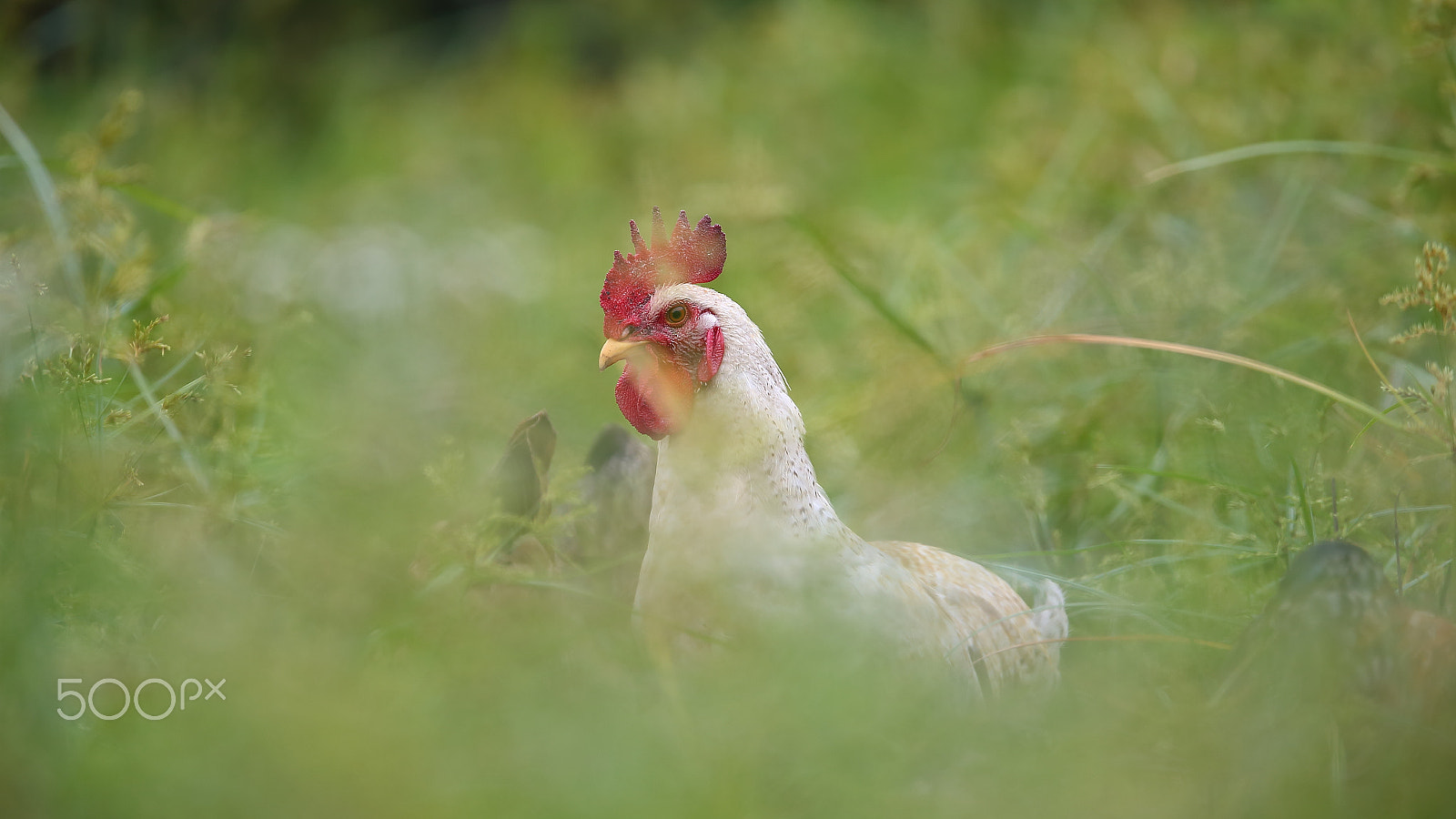 Canon EF 400mm F2.8L IS II USM sample photo. 小公鸡 photography