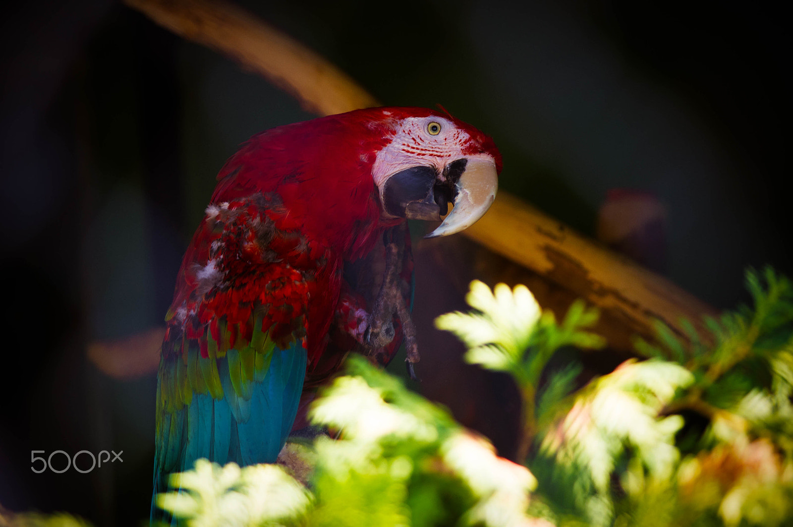 Pentax smc DA 50-200mm F4-5.6 ED WR sample photo. Parrot photography