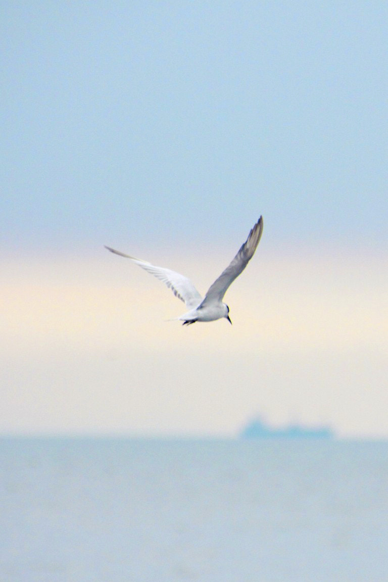 Canon EOS 50D sample photo. If you ever go photography