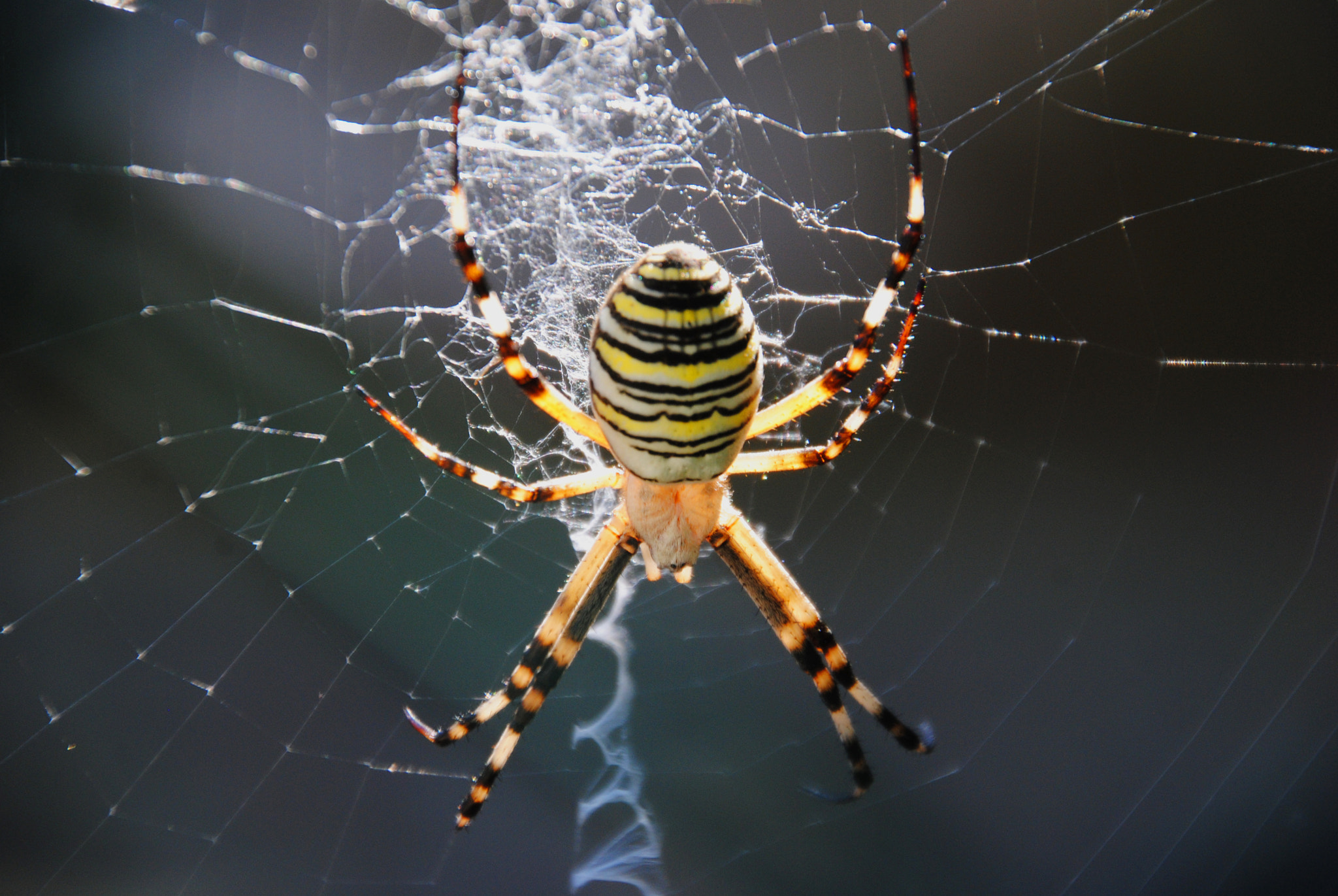 Nikon D3000 sample photo. Argiope bruennichi photography