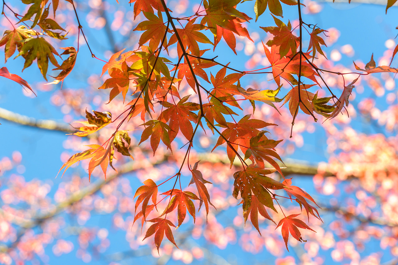 Nikon D600 sample photo. Koyo in japan photography