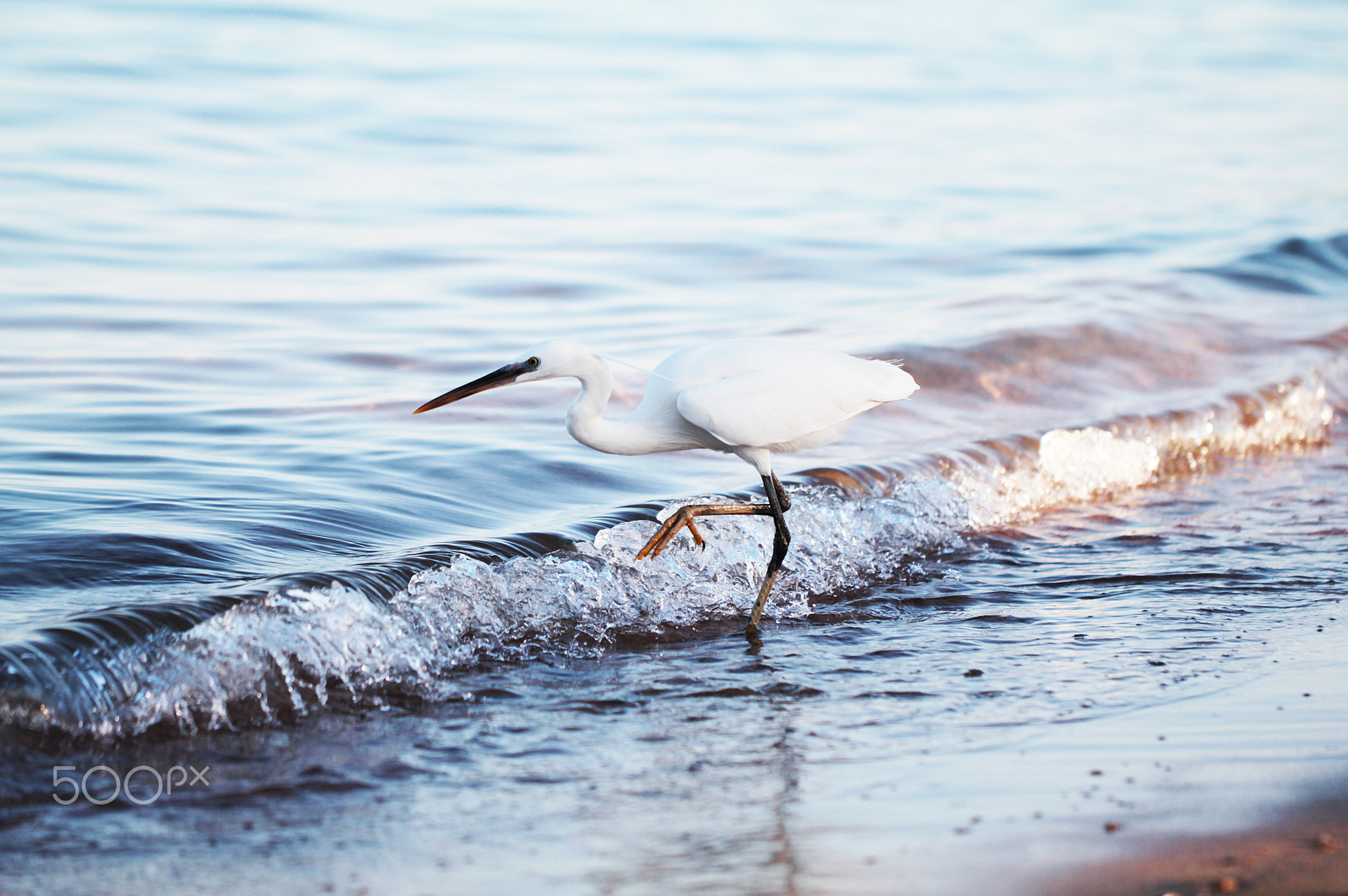 White egret a the sea shore