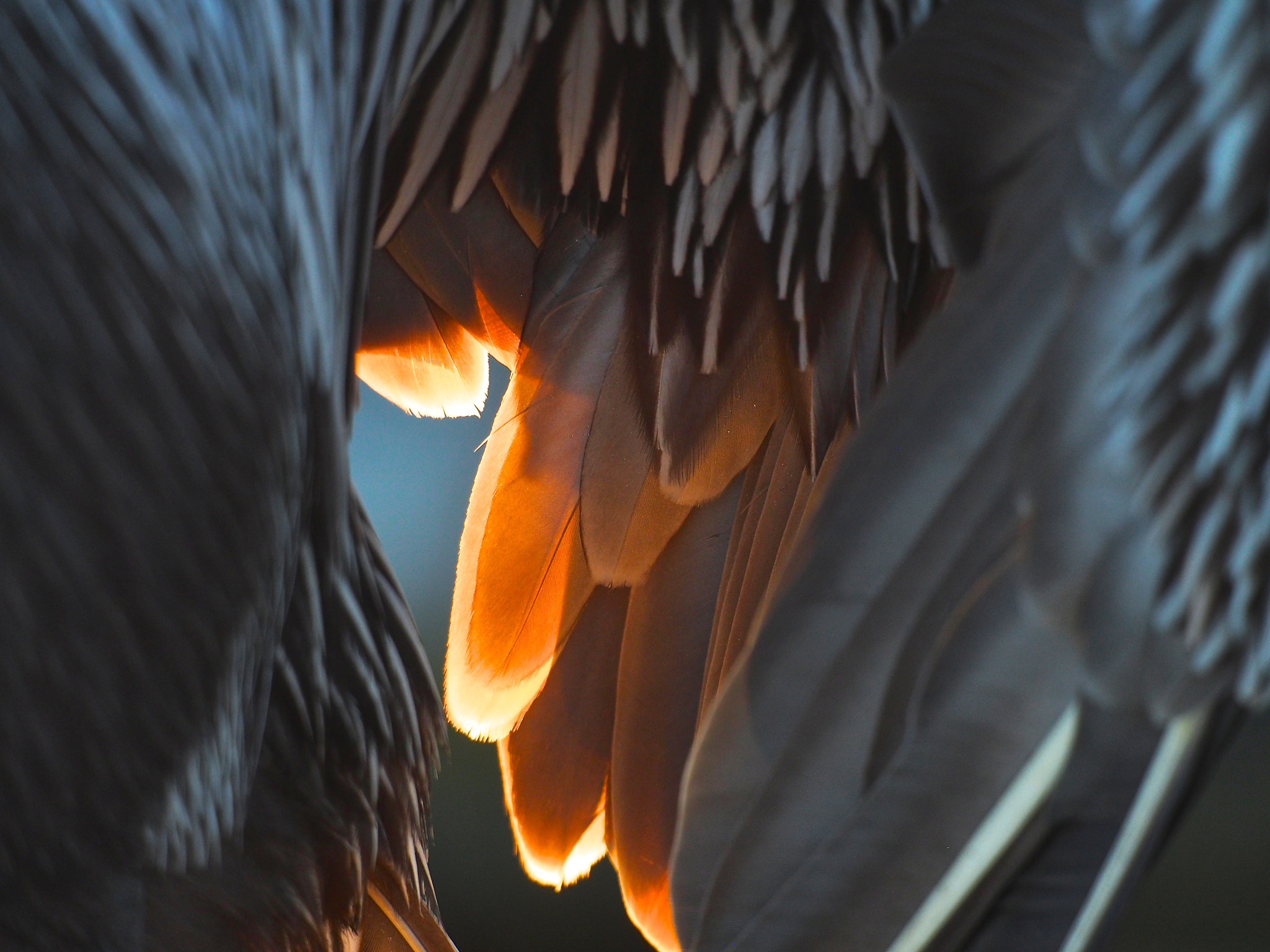 Olympus OM-D E-M5 sample photo. Dawn wings photography