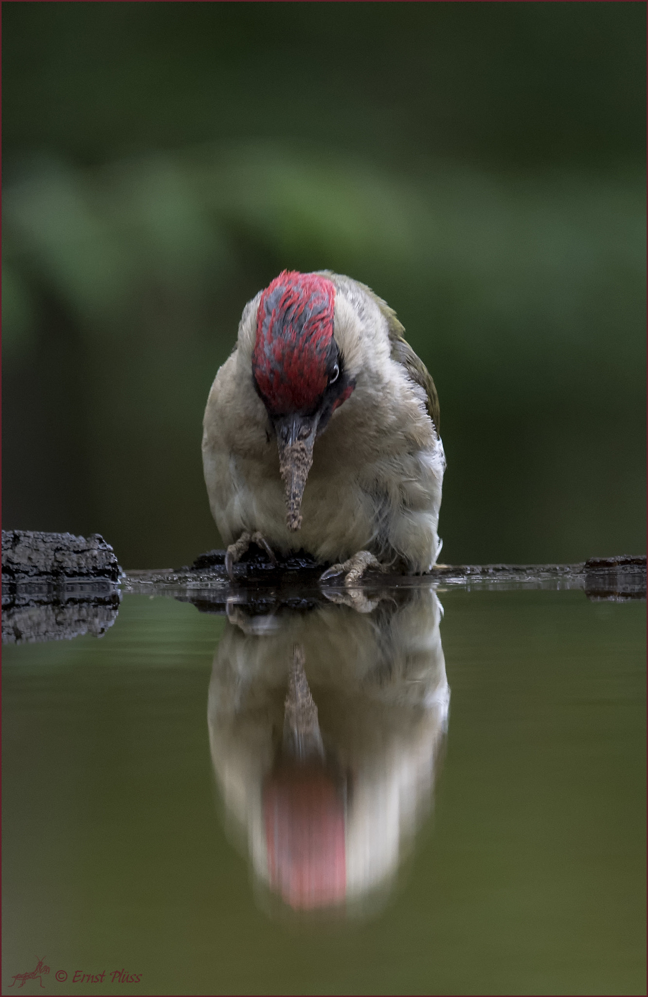 Nikon D5 sample photo. European green woodpecker photography