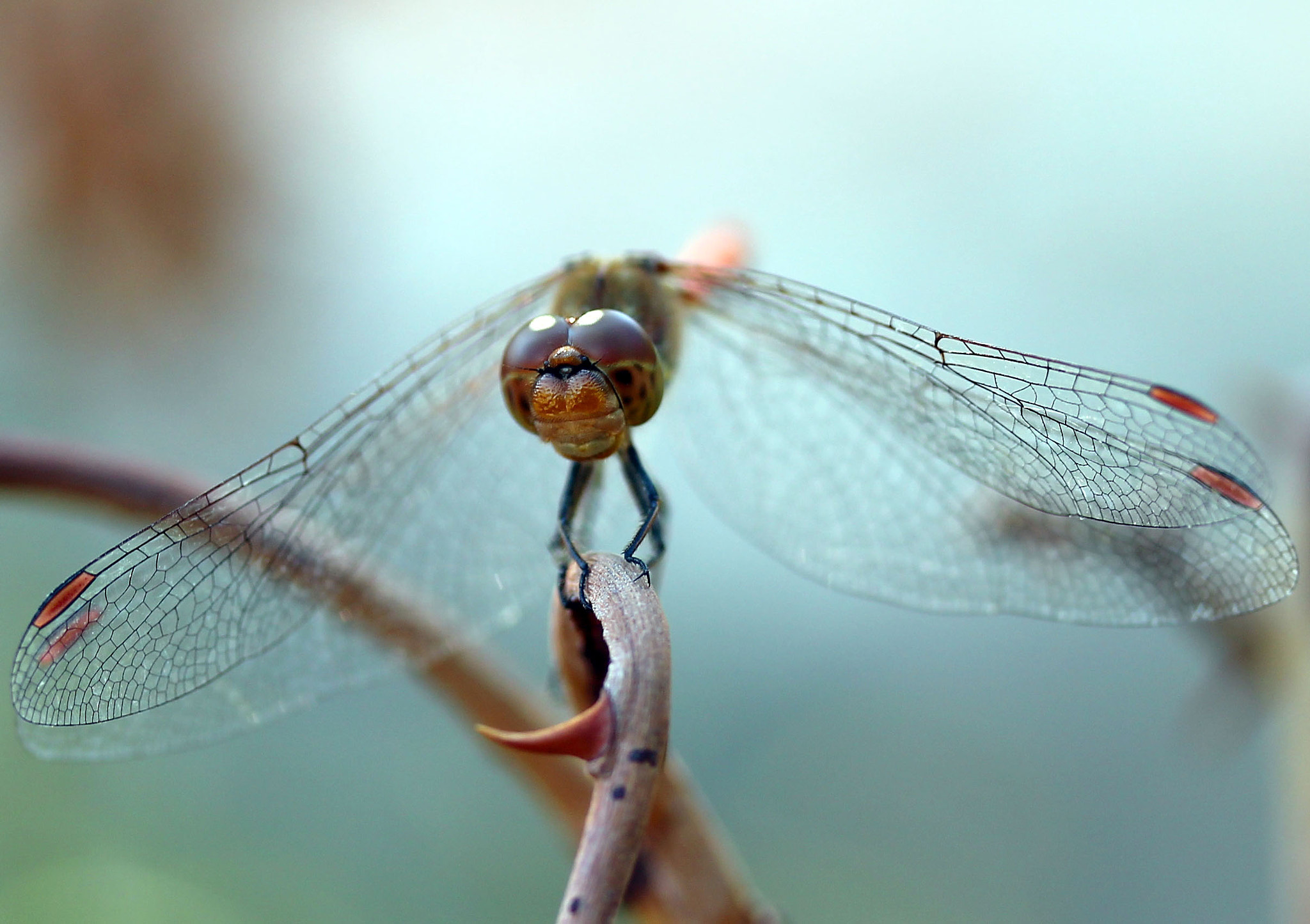 Canon EF-S 60mm F2.8 Macro USM sample photo. Img photography
