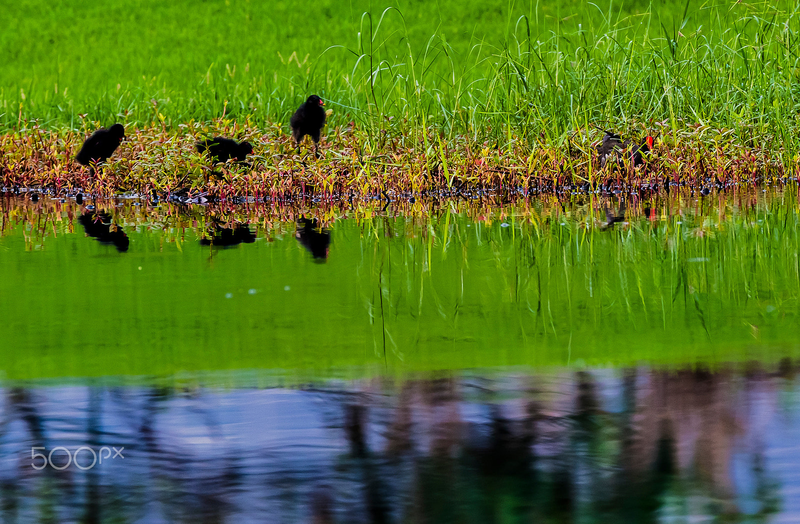 Canon EF 800mm F5.6L IS USM sample photo. Where are you mommy? photography