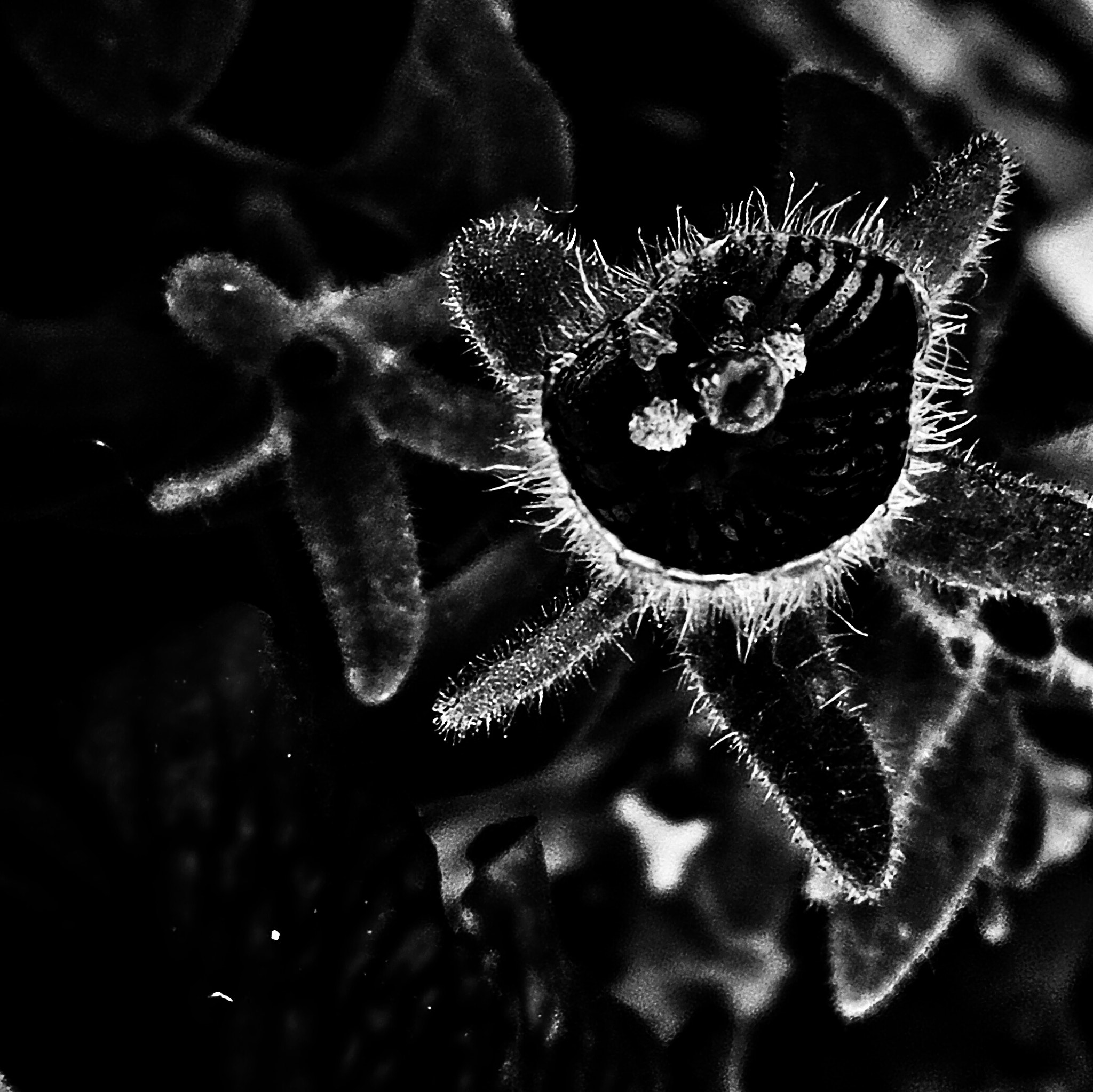 OPPO R7 sample photo. Black flower photography