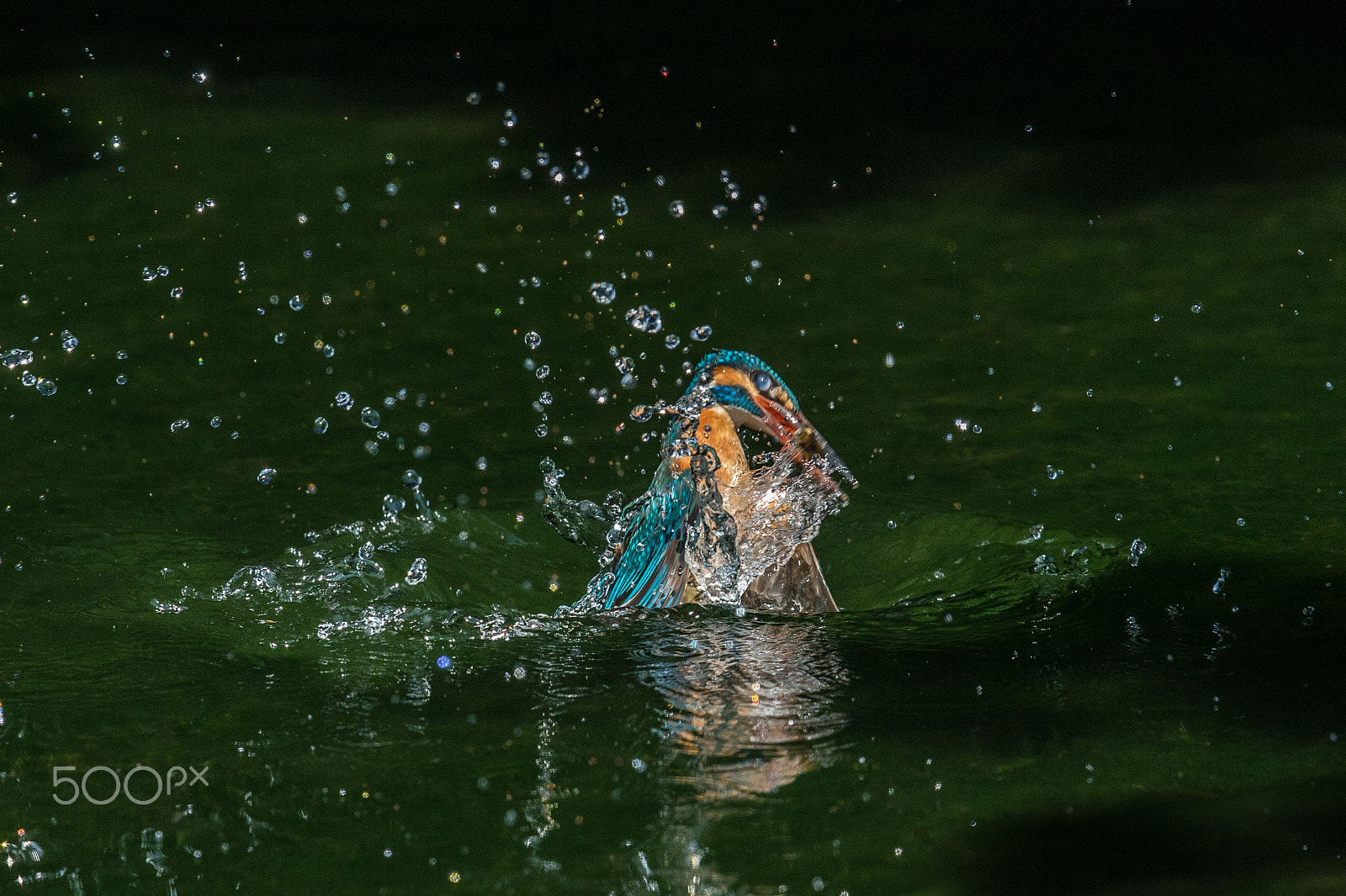 Canon EF 500mm F4L IS II USM sample photo. Catch a fish photography