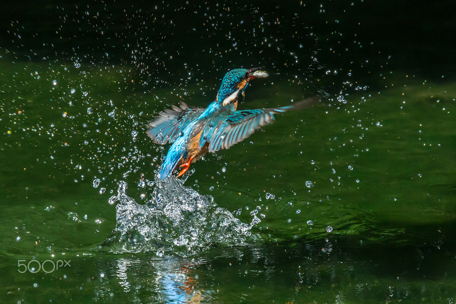 Canon EOS-1D X + Canon EF 500mm F4L IS II USM sample photo. Take off from water photography