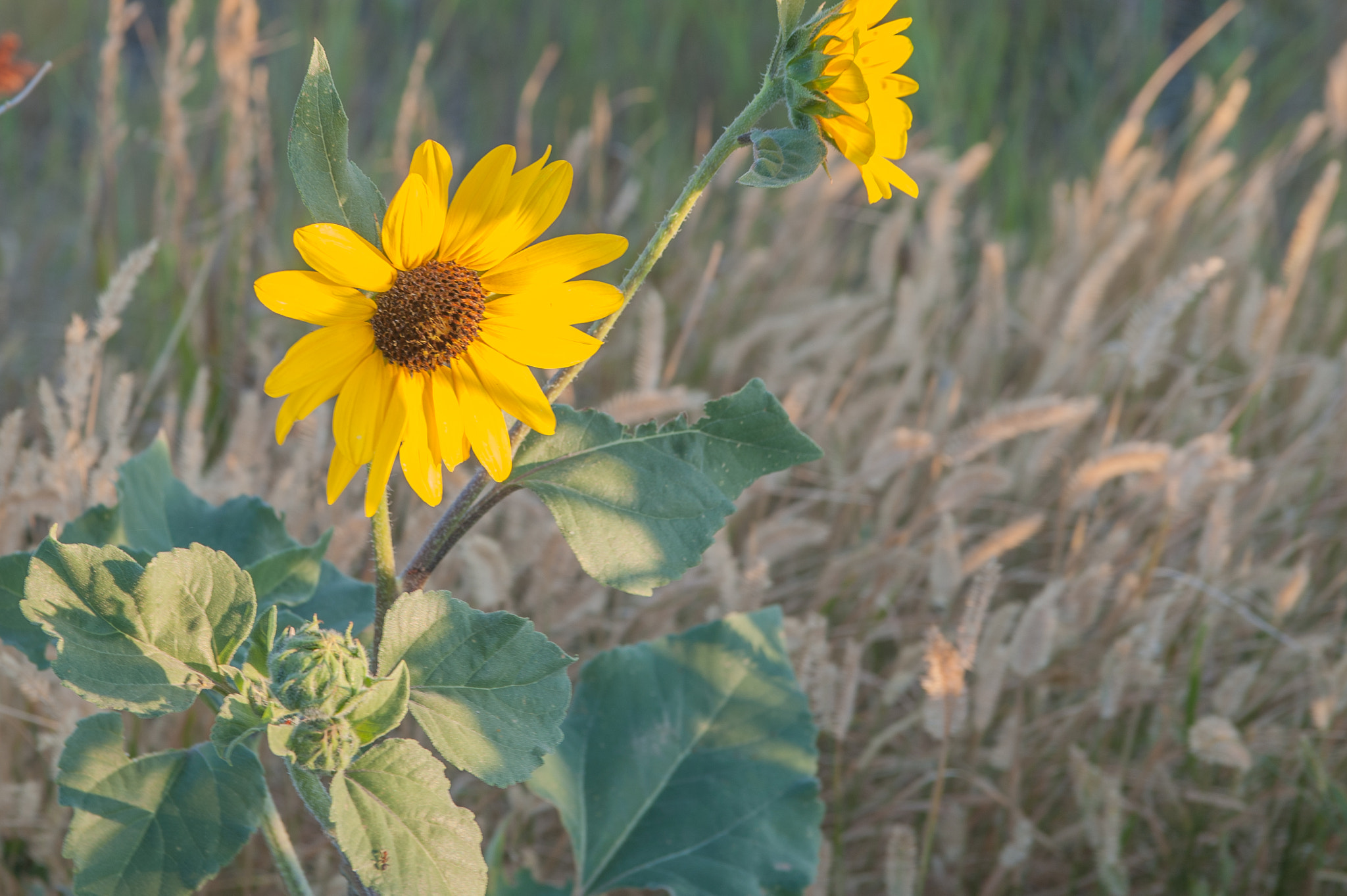 Nikon AF-S Nikkor 28-70mm F2.8 ED-IF sample photo. Brown eyed susan photography