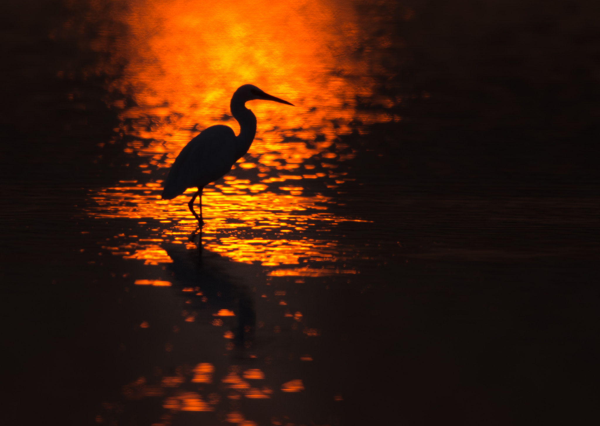 Nikon AF-S Nikkor 600mm F4E FL ED VR sample photo. Be on bright side photography