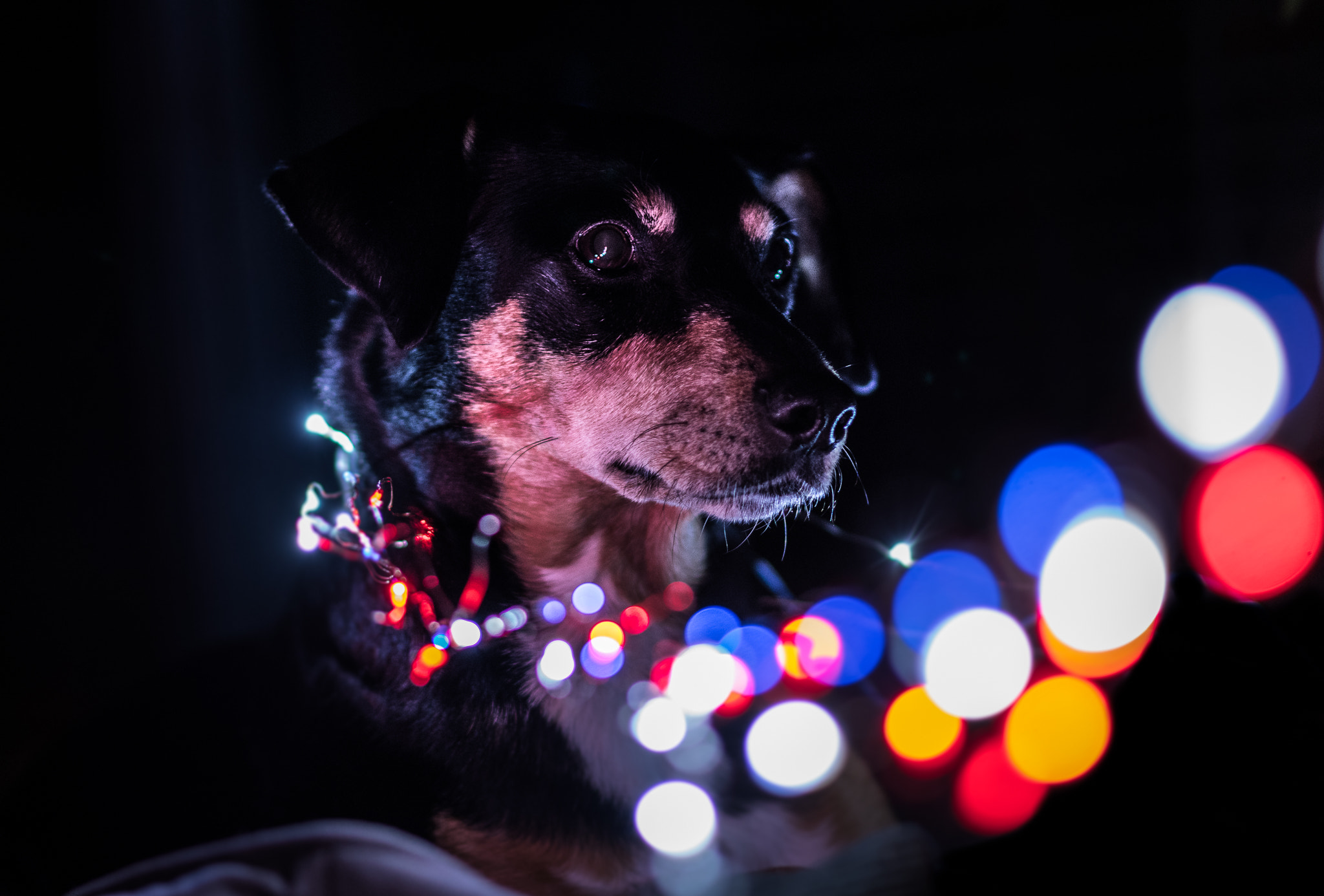 Nikon D500 + Nikon AF-S Nikkor 85mm F1.8G sample photo. Magic pupper photography