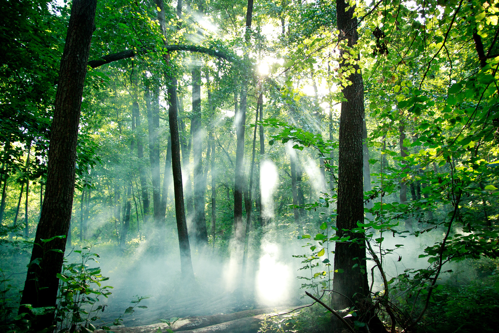 Canon EOS 500D (EOS Rebel T1i / EOS Kiss X3) sample photo. Beams of the sun through fog/ photography