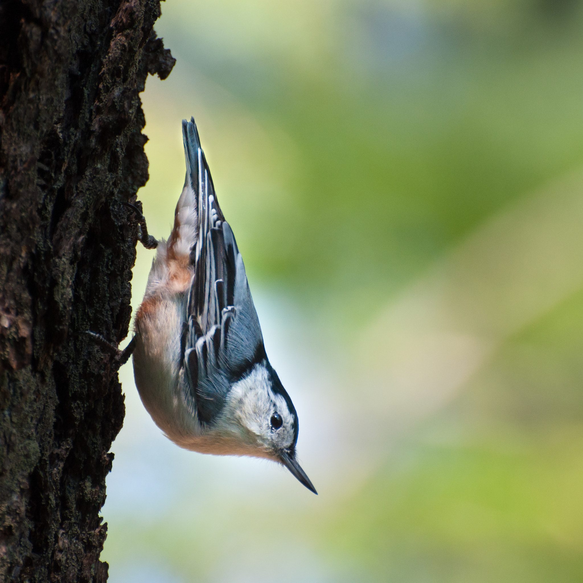 Nikon D5000 sample photo. Nuthatch photography