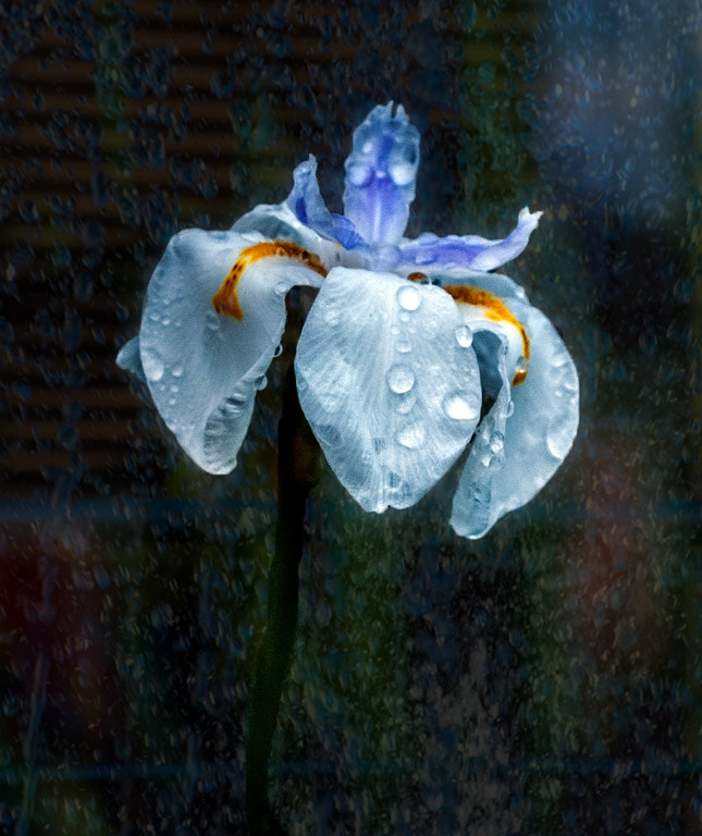 Nikon D80 sample photo. After the rain photography