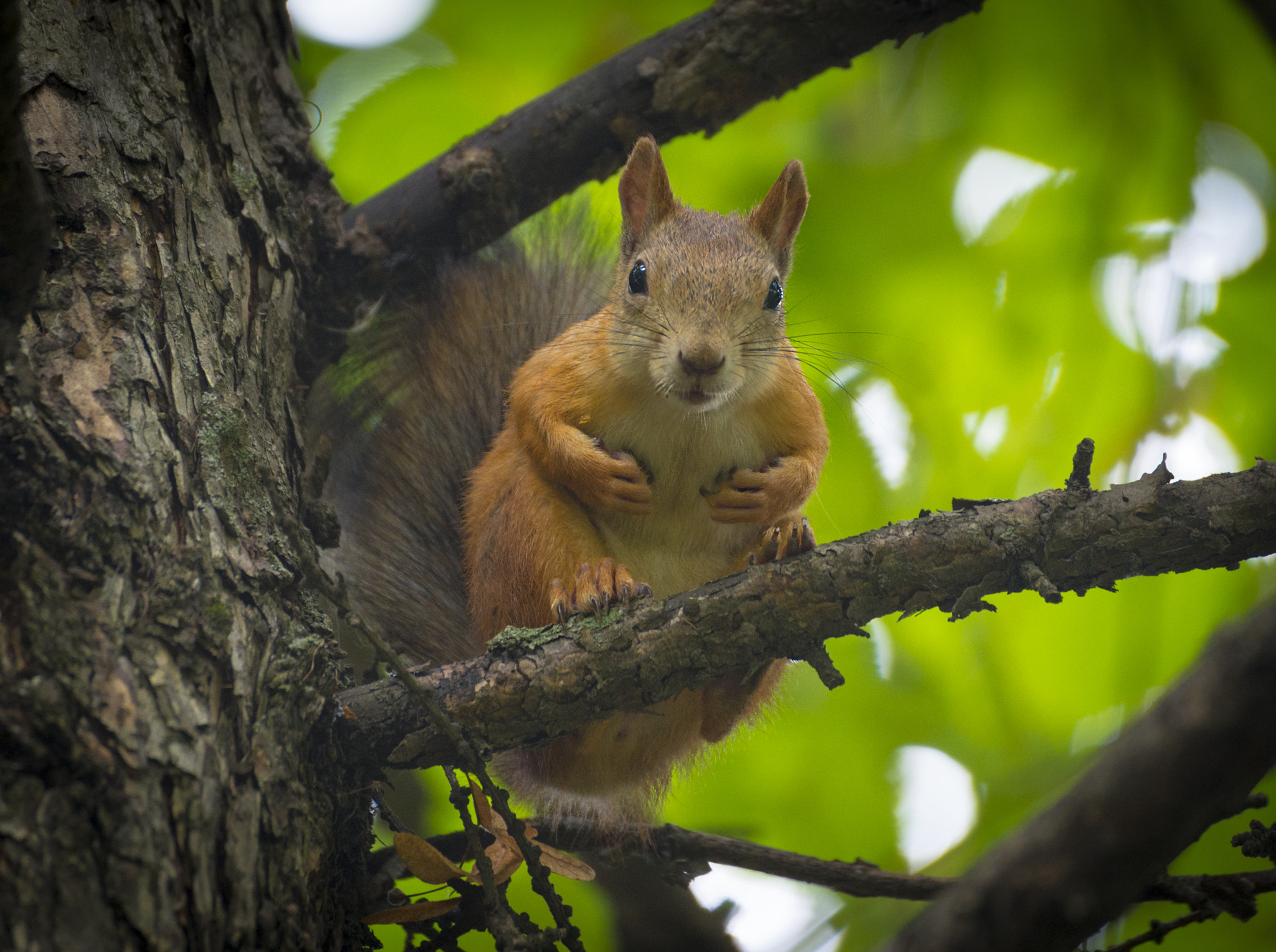 Nikon Df + Sigma 70-300mm F4-5.6 DG OS sample photo. Nuts! photography