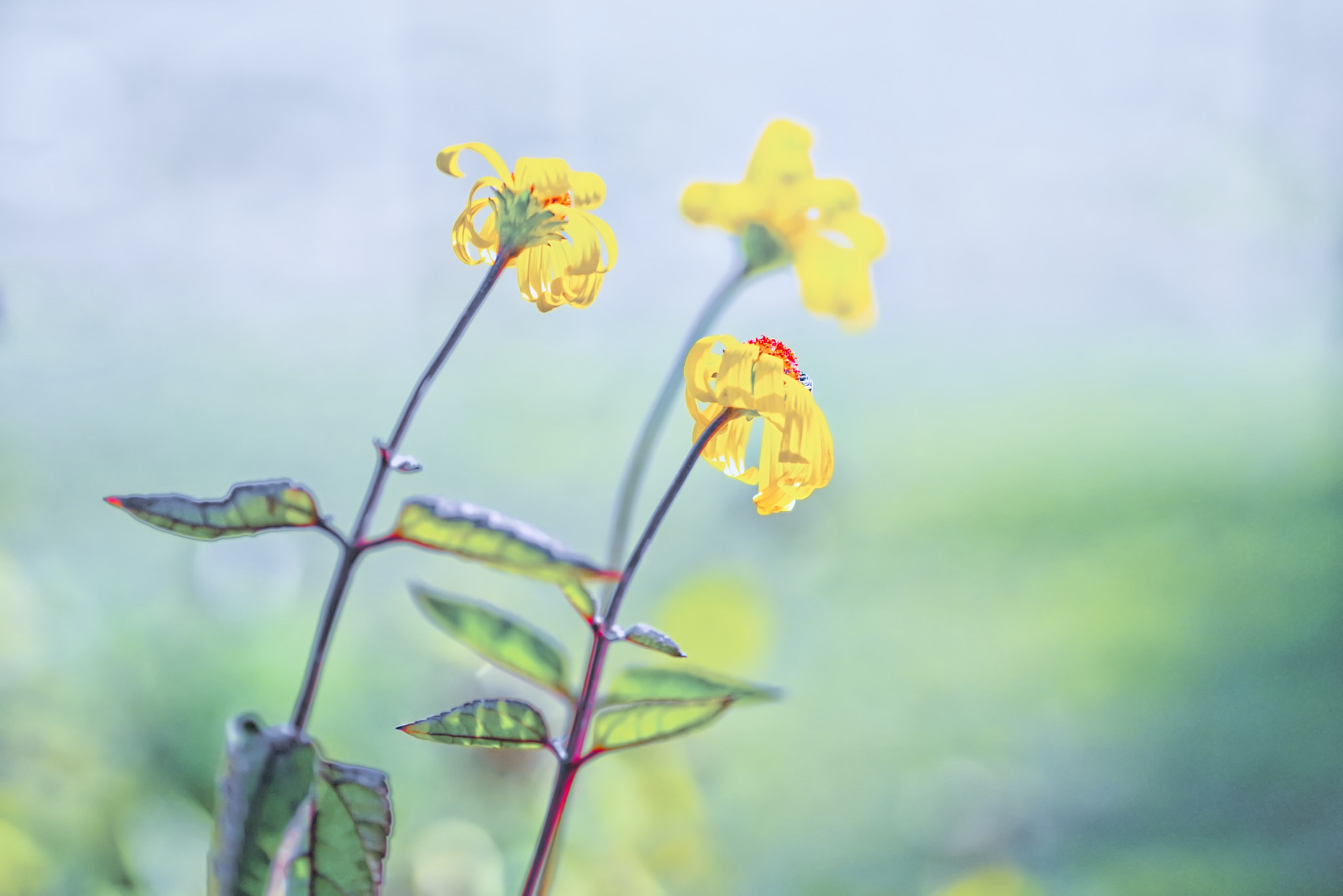 Tamron SP AF 90mm F2.8 Di Macro sample photo. Season is over photography