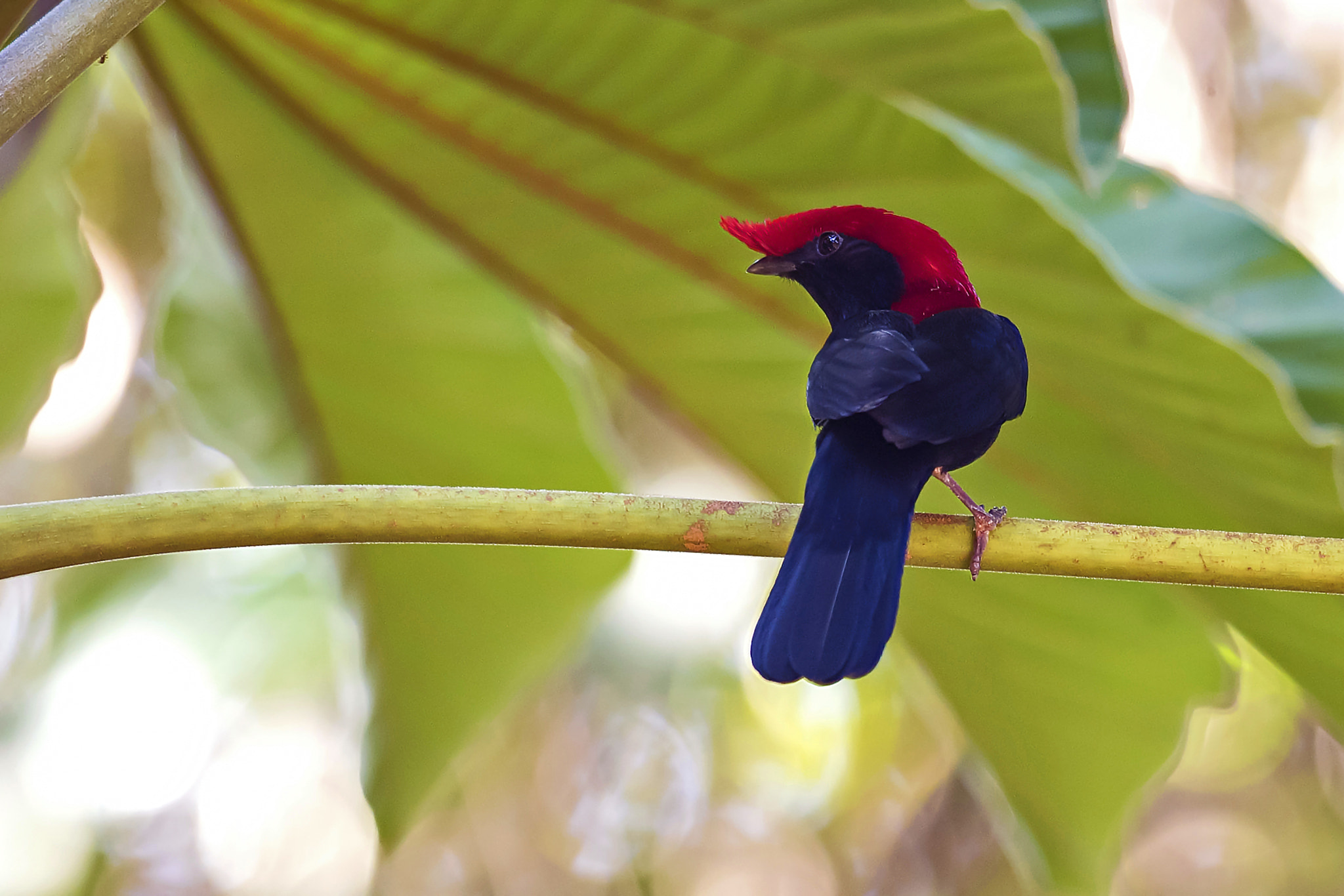Nikon AF-S Nikkor 800mm F5.6E FL ED VR sample photo. Helmeted manakin photography