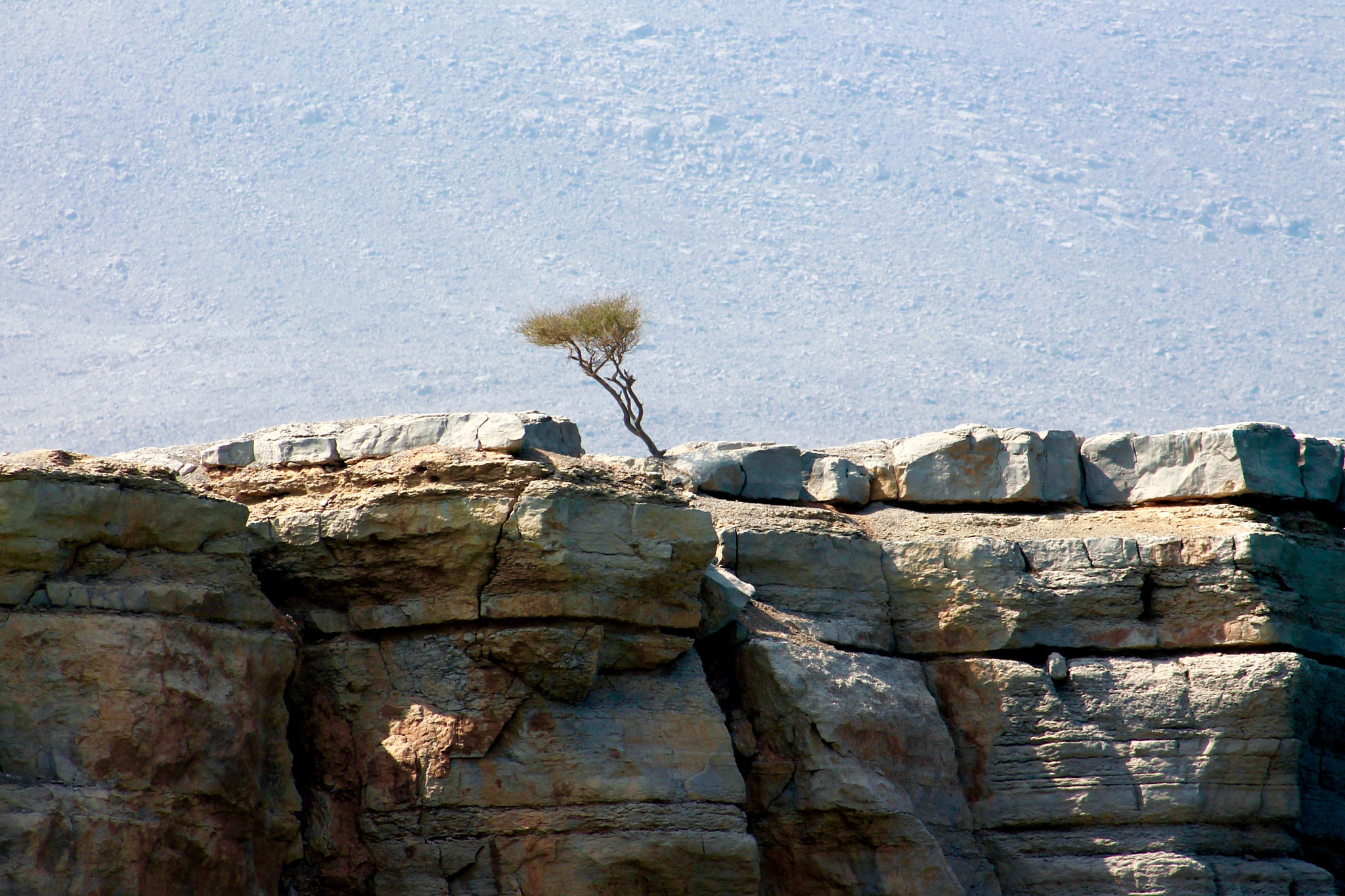 Canon EF75-300mm f/4-5.6 sample photo. Surviving against the odds in northern oman. photography