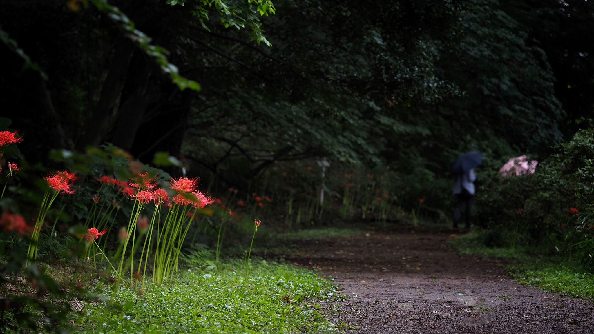 Olympus PEN E-PL7 sample photo. The way through the woods photography