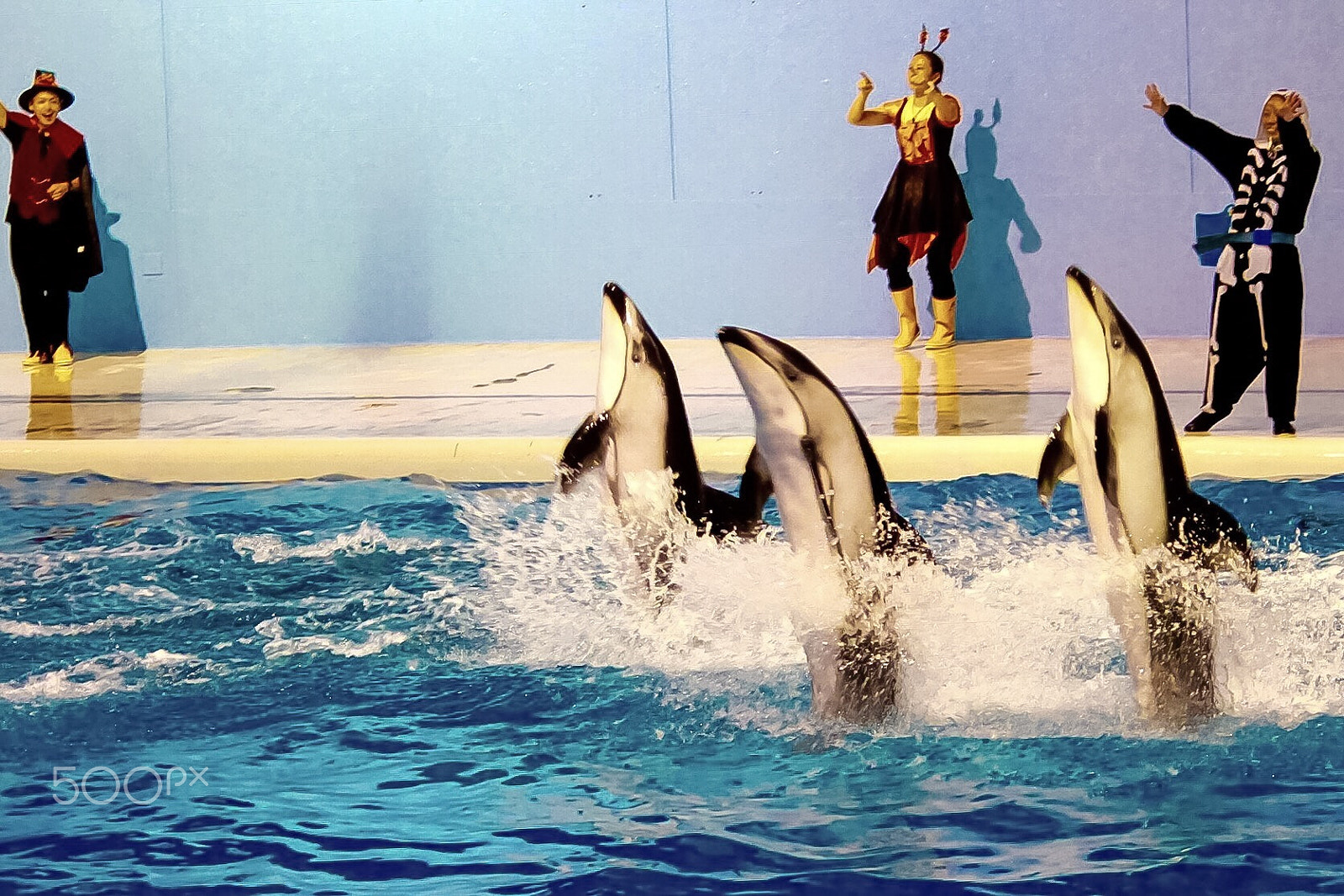 Canon EF-S 55-250mm F4-5.6 IS II sample photo. Dolphin show photography