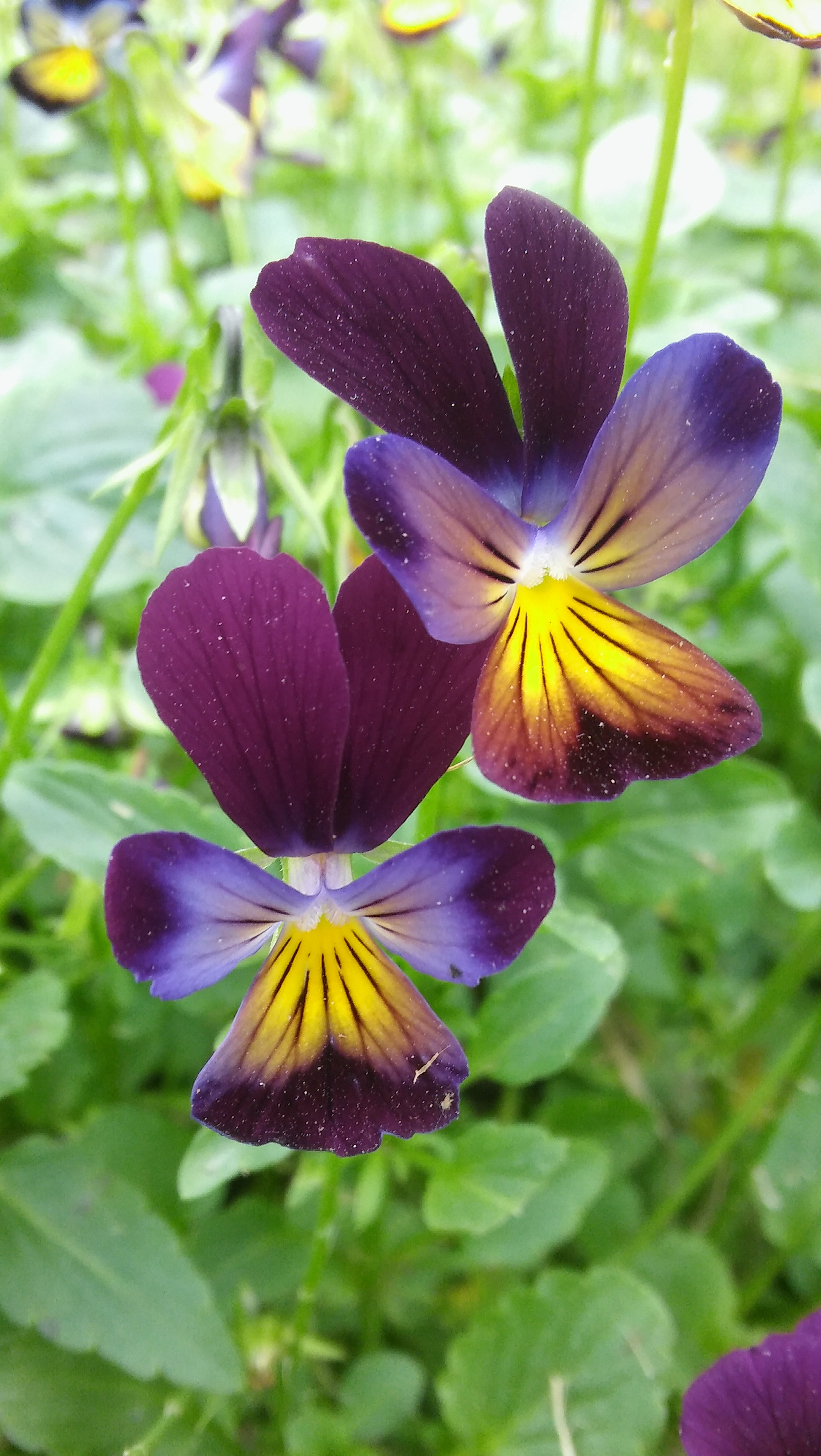 LG SPIRIT 4G LTE sample photo. Violet flowers photography