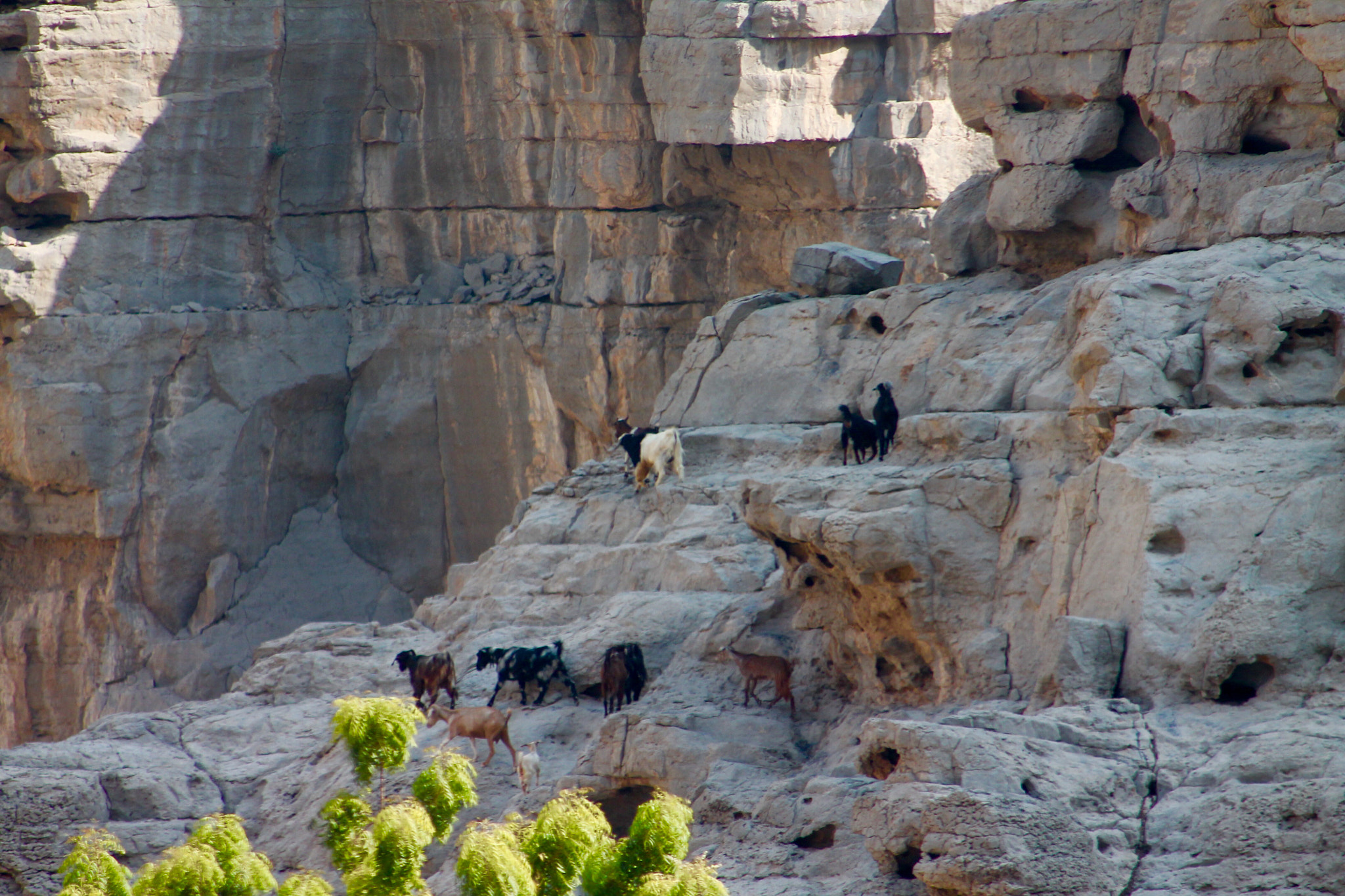 Canon EF75-300mm f/4-5.6 sample photo. Intrepid mountain goats in northern oman photography