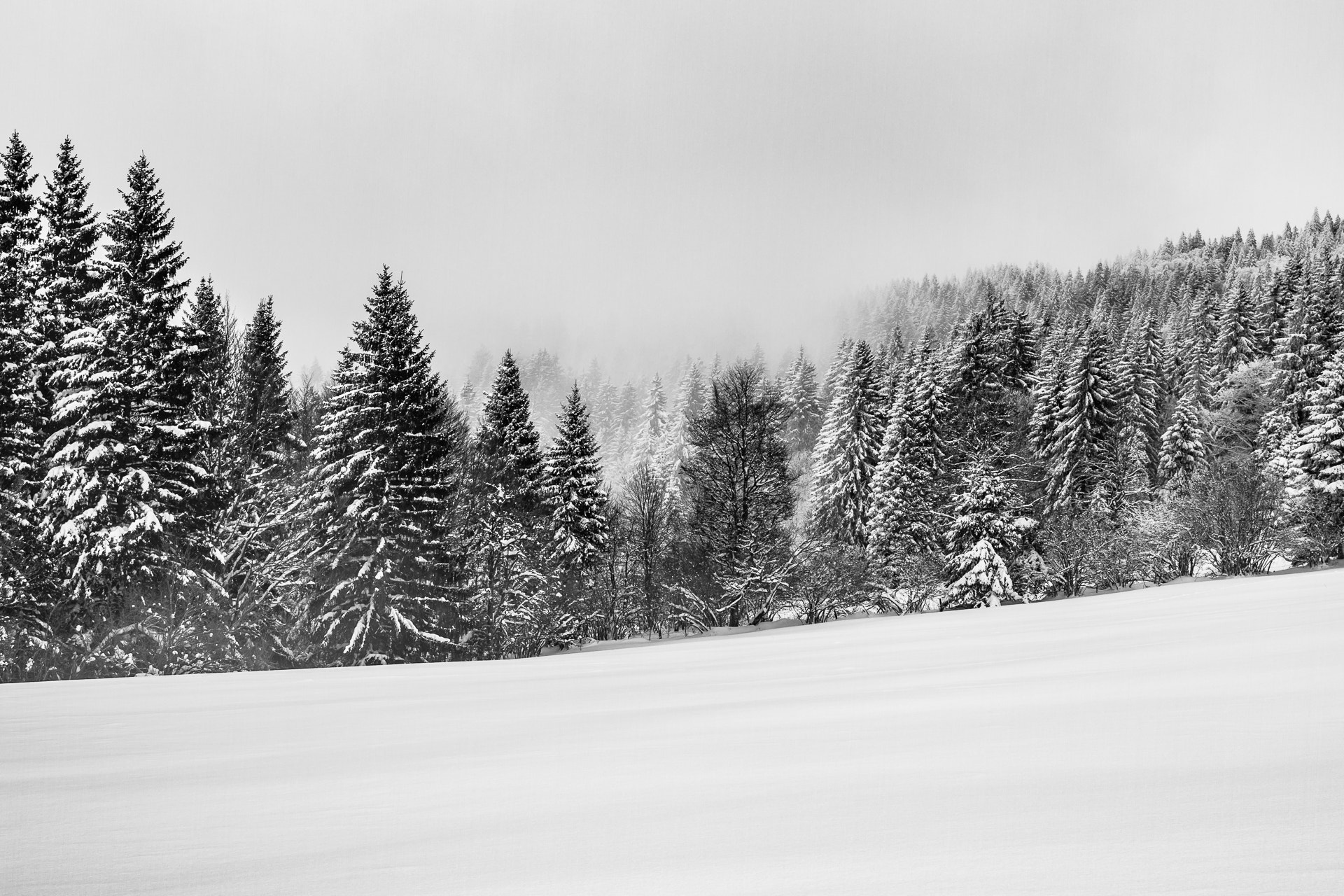 Canon EOS 7D + Canon EF 35mm F2 IS USM sample photo. Firs, snow and mist photography