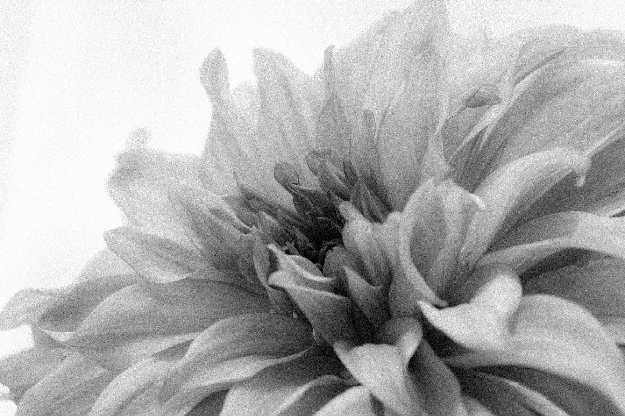 Canon EF 100-400mm F4.5-5.6L IS USM sample photo. Dahlia in black and white photography