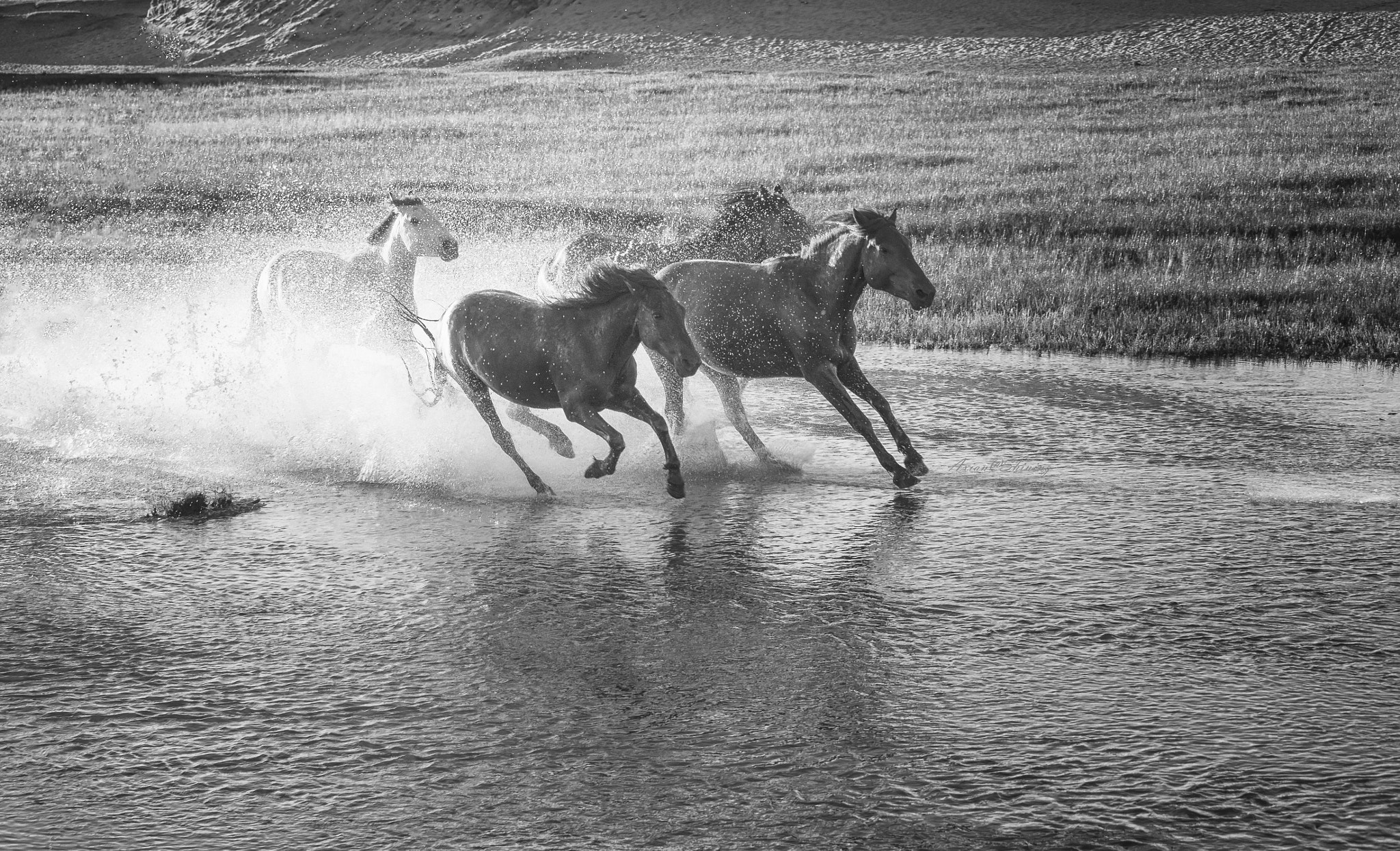 Olympus OM-D E-M5 + Olympus M.Zuiko Digital ED 40-150mm F2.8 Pro sample photo. Running horses photography