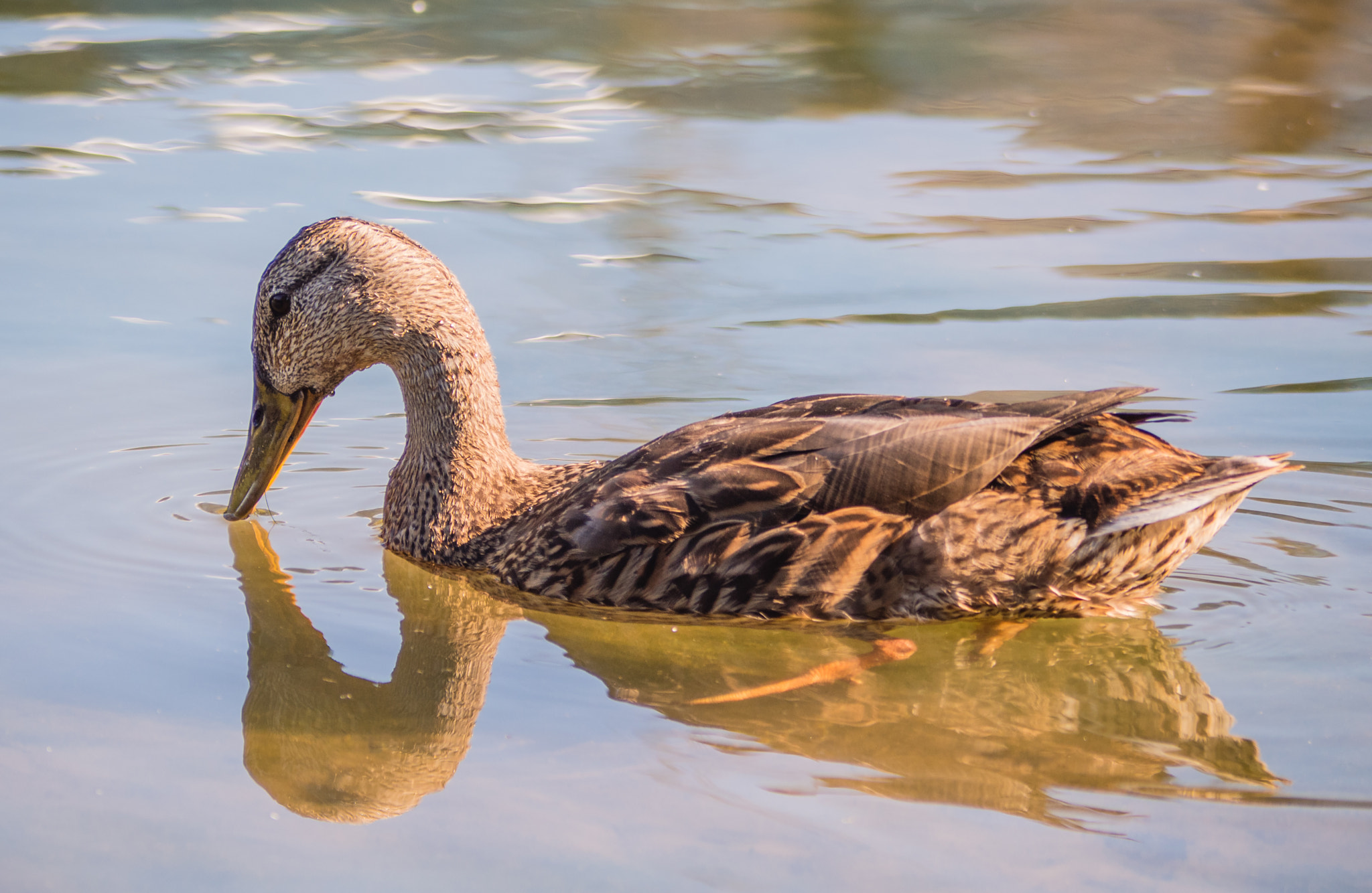 Olympus OM-D E-M5 II + Panasonic Lumix G Vario 45-200mm F4-5.6 OIS sample photo. I can float photography