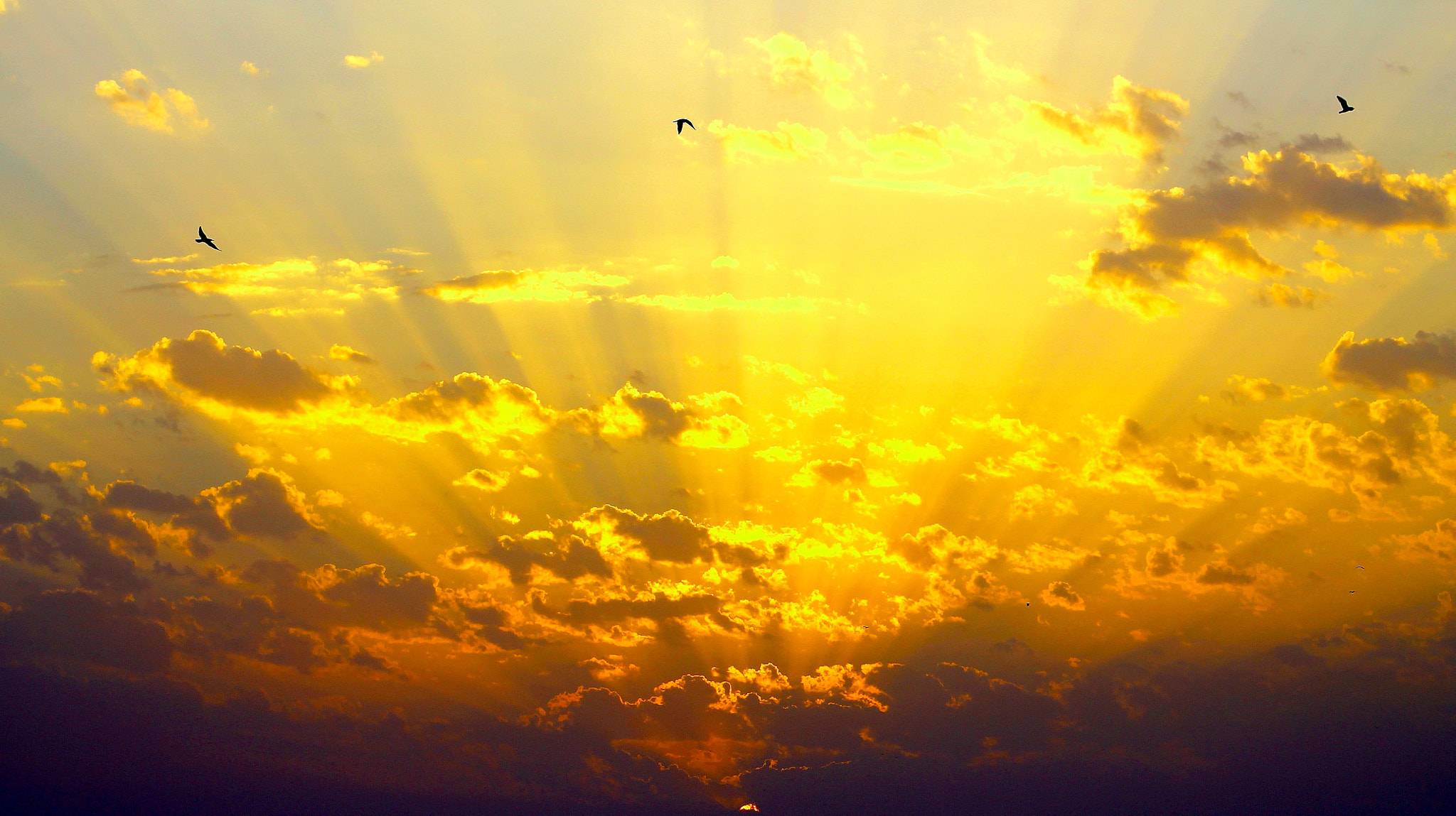 Canon EF75-300mm f/4-5.6 sample photo. Seagulls & sunbeams over the arabian gulf photography
