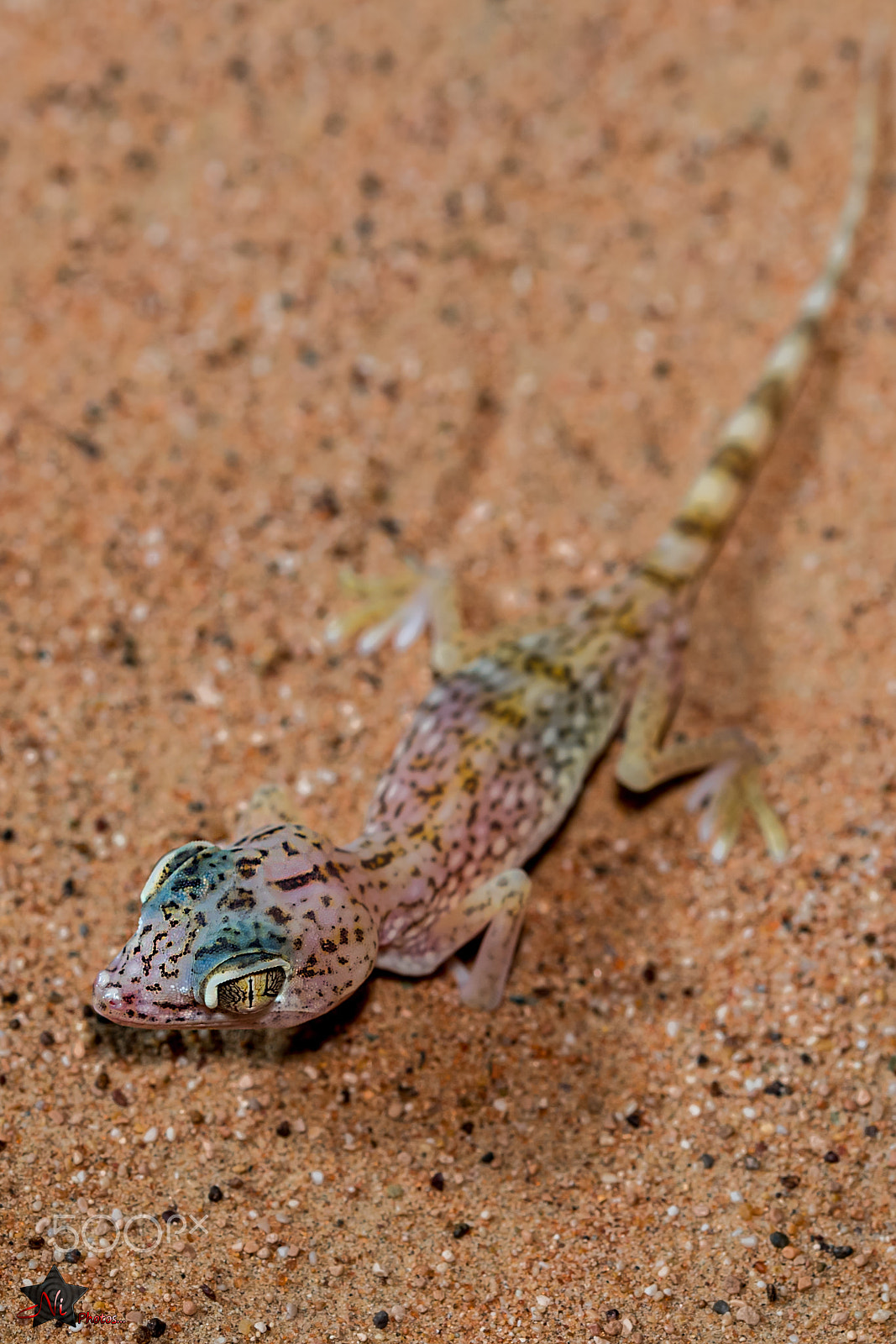 Nikon D5 sample photo. I'm gecko photography