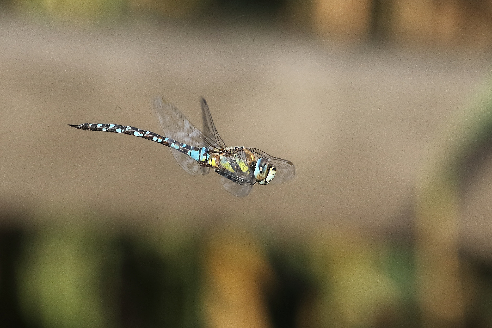 Canon EF 70-300mm F4-5.6L IS USM sample photo. Ot photography