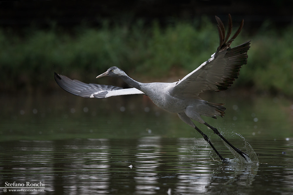 Canon EF 300mm F2.8L IS USM sample photo. Fly photography
